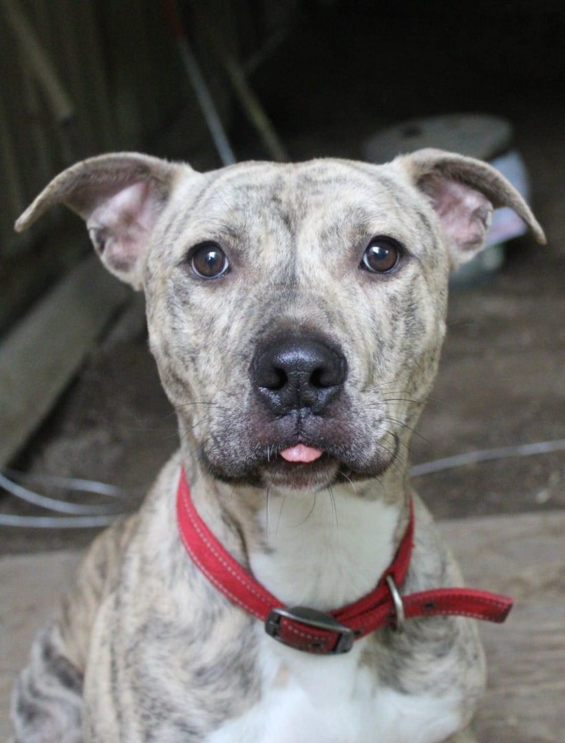 Quincey, a Adoptable mixed breed in Indianapolis, IN image 2/11