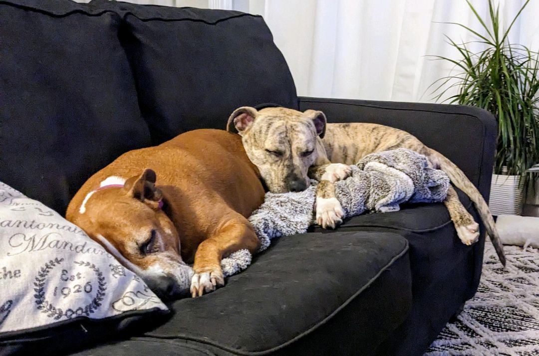 Quincey, a Adoptable mixed breed in Indianapolis, IN image 3/11