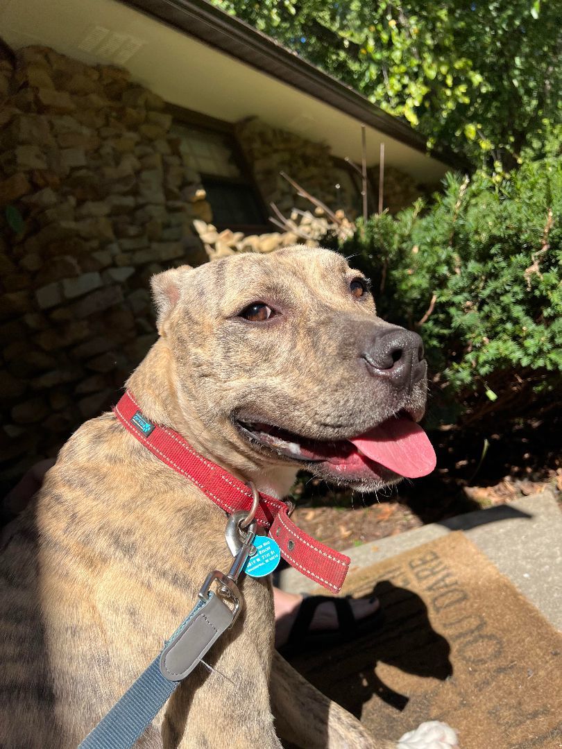 Quincey, a Adoptable mixed breed in Indianapolis, IN image 4/11