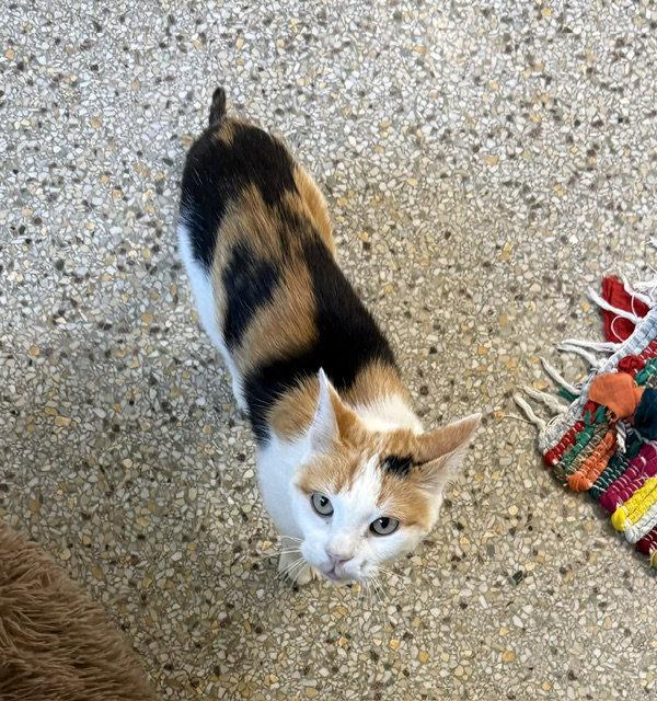 Pinkerton (Available Est 7/22/26), Adoptable, Young Female Domestic Short Hair & Calico.