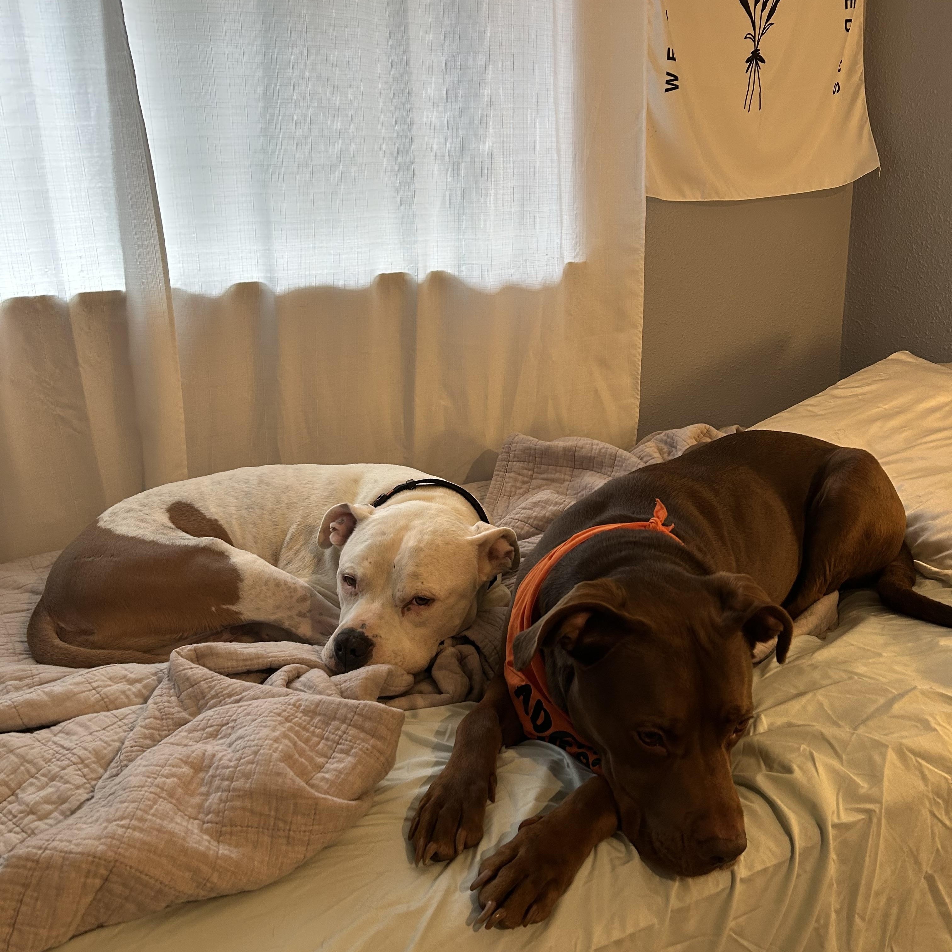 Buster brown, a Adoptable mixed breed in Portland, OR image 4/6