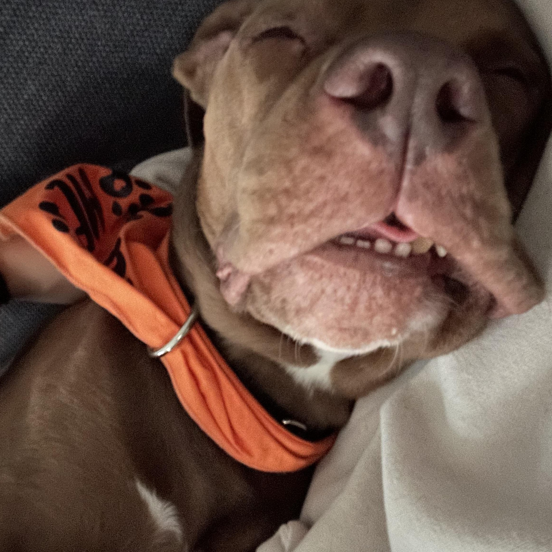 Buster brown, a Adoptable mixed breed in Portland, OR image 6/6