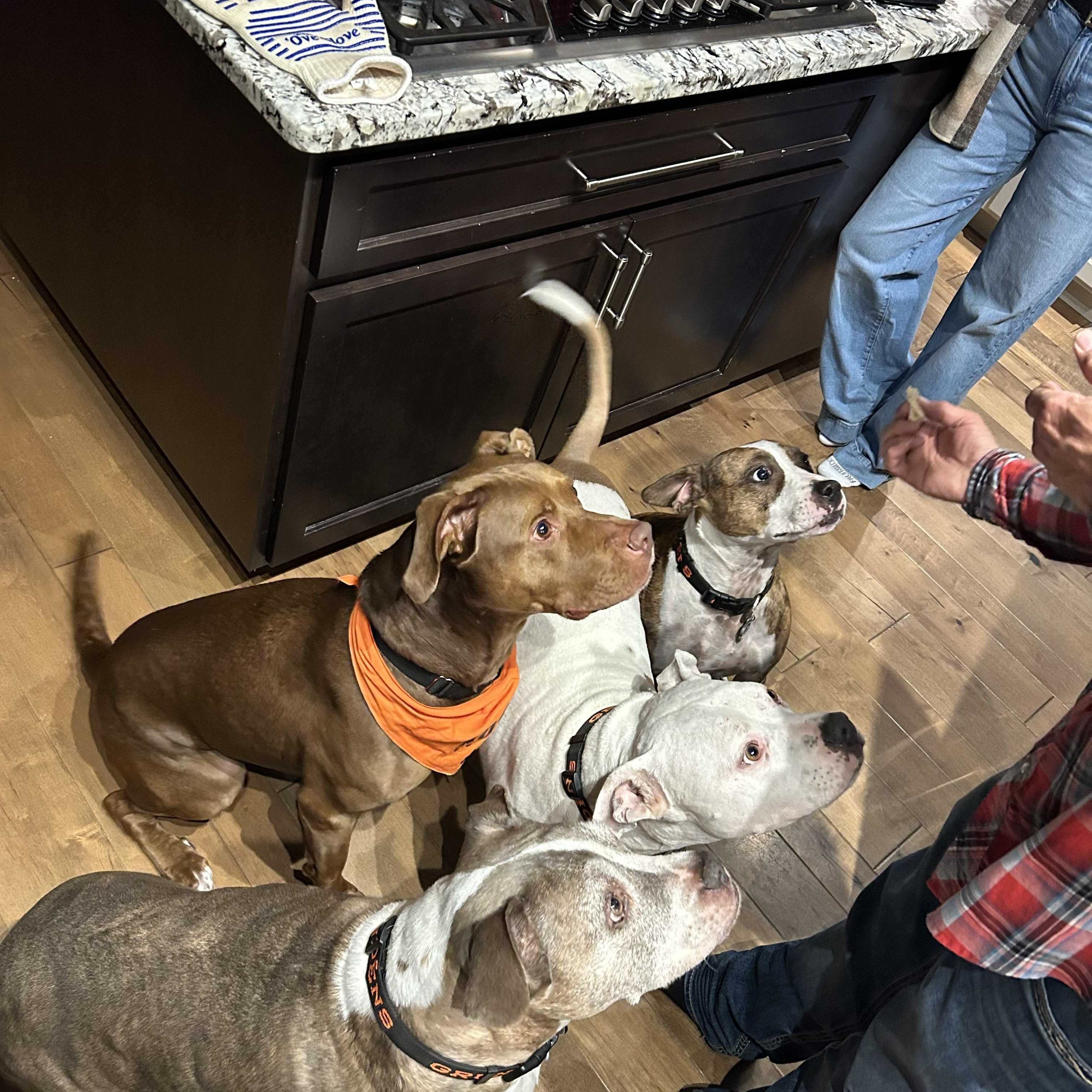 Buster brown, a Adoptable mixed breed in Portland, OR image 3/6