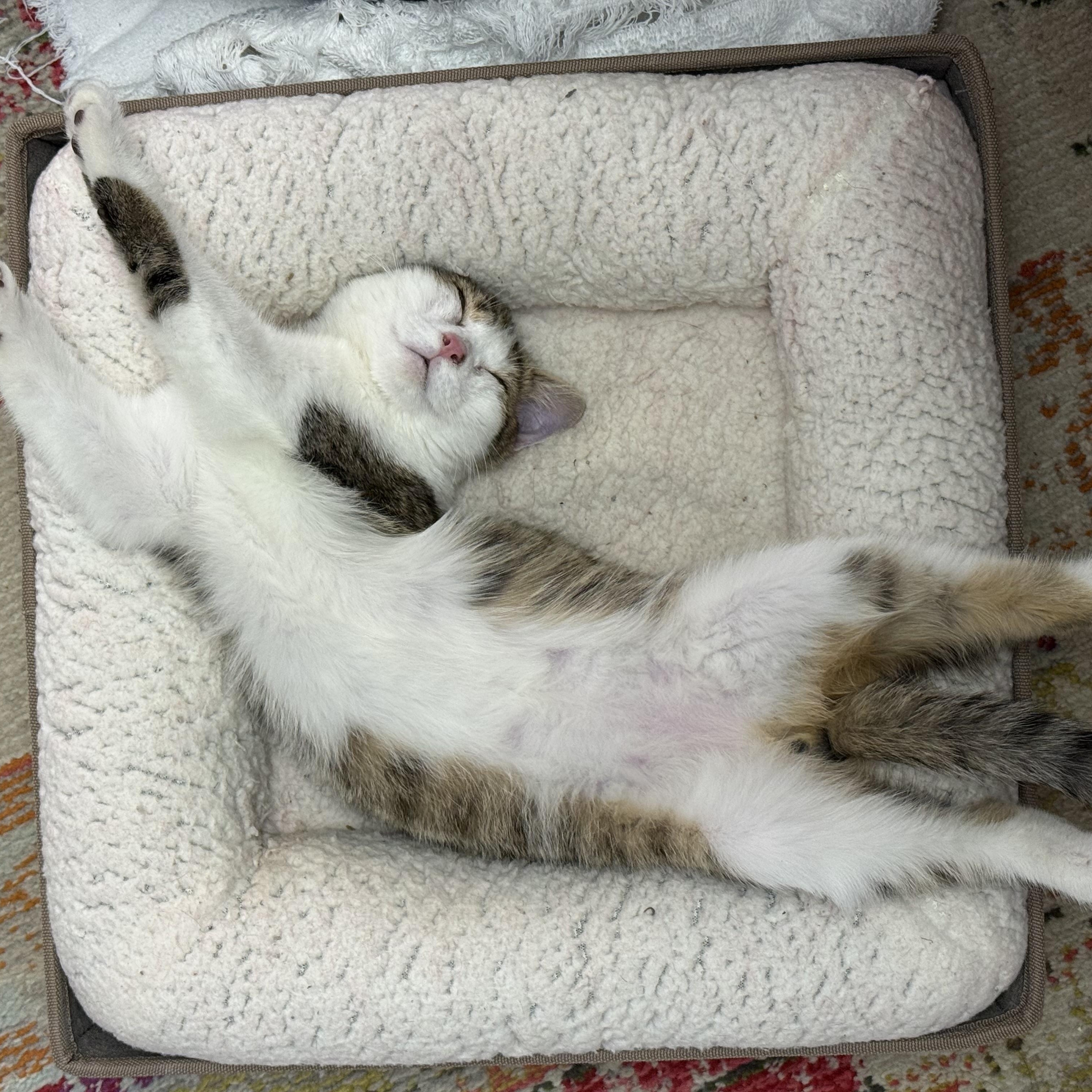 Enlarge Oscar the Grouch, an adopted Domestic Short Hair in McKenzie, TN image 3/4