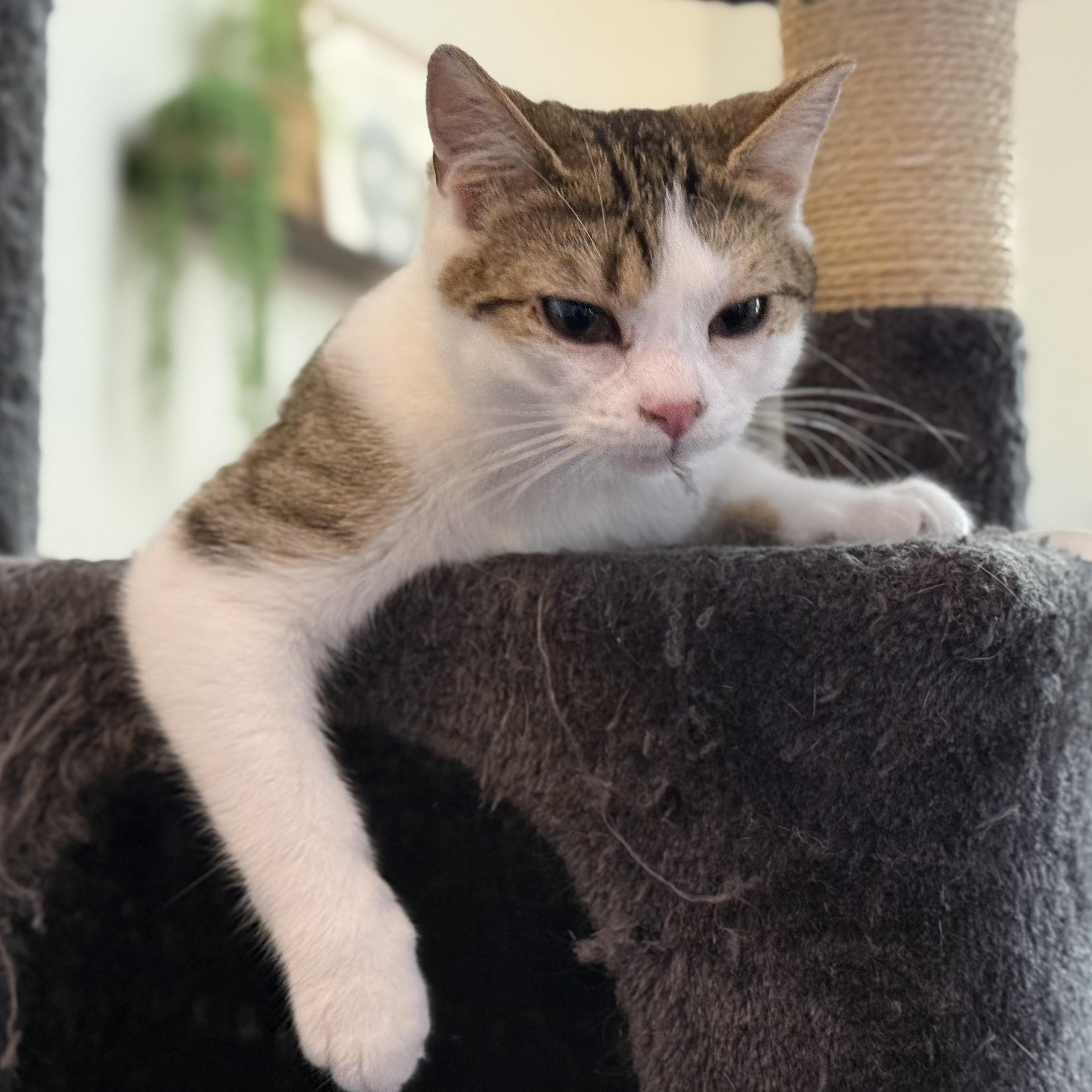 Enlarge Oscar the Grouch, an adopted Domestic Short Hair in McKenzie, TN image 1/4