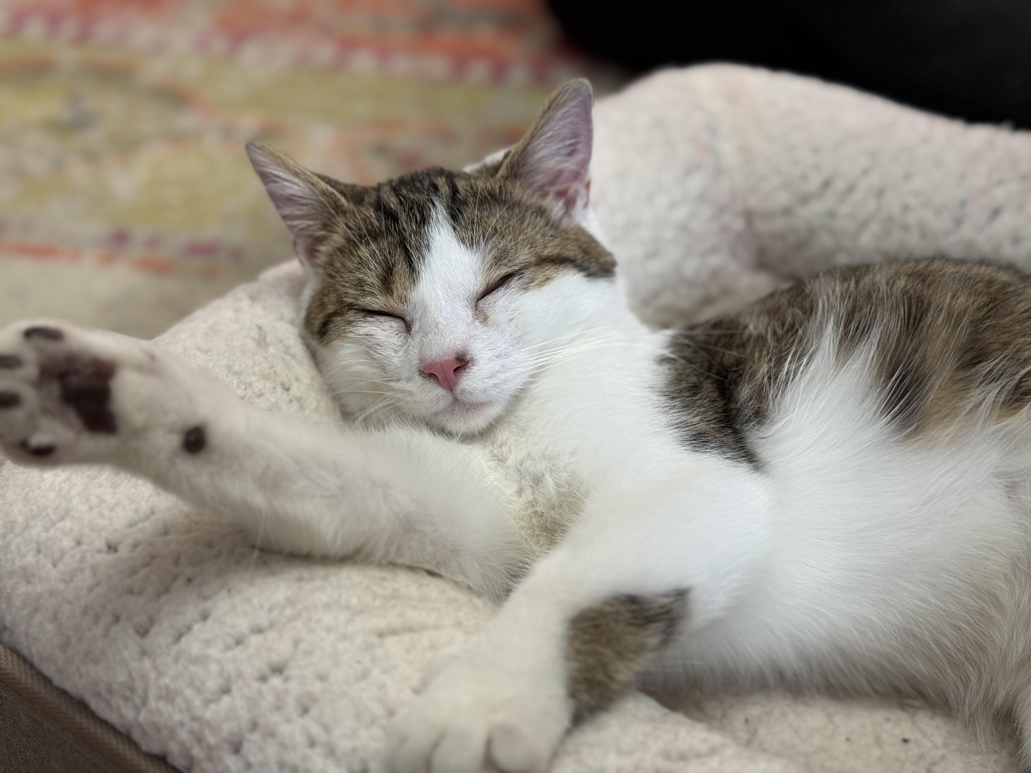 Enlarge Oscar the Grouch, an adopted Domestic Short Hair in McKenzie, TN image 2/4