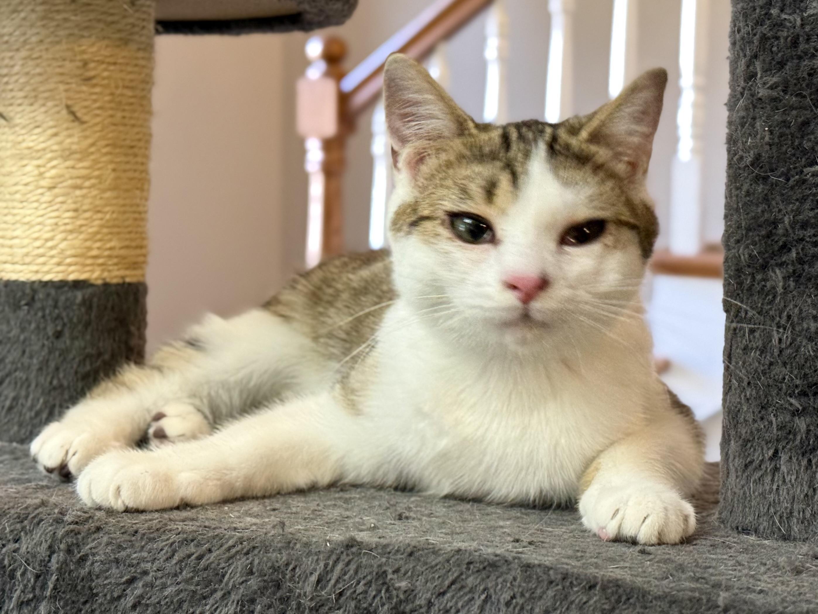 Enlarge Oscar the Grouch, an adopted Domestic Short Hair in McKenzie, TN image 4/4