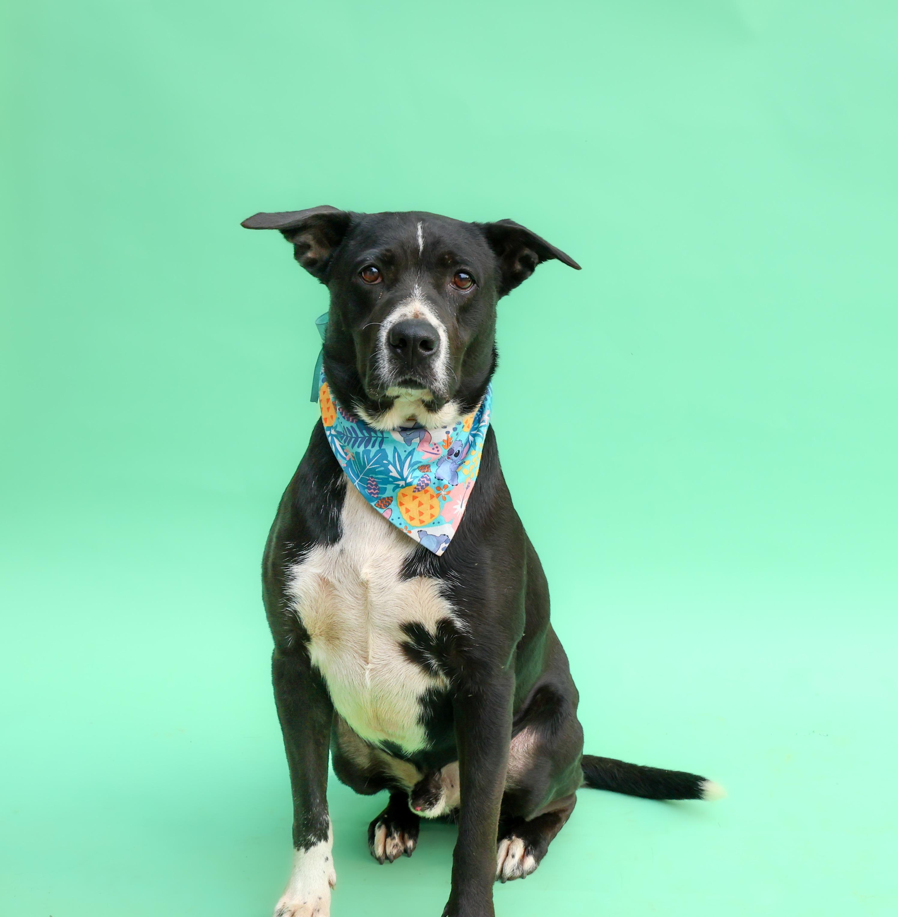 Cody, Adoptable, Adult Male Border Collie.