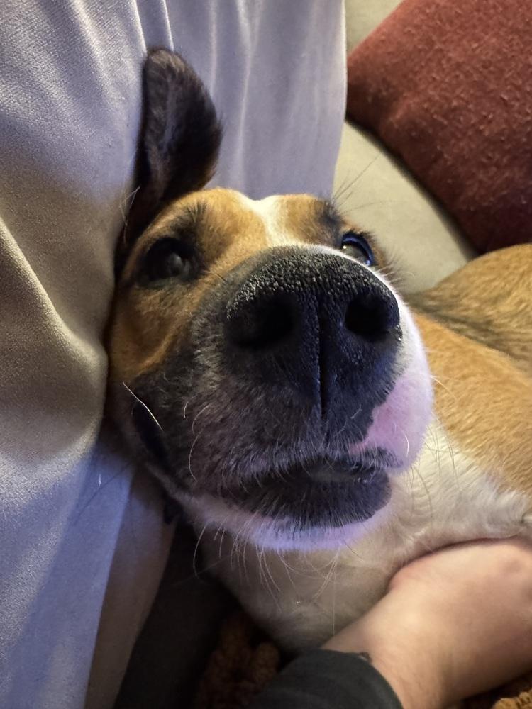 Ginger, Adoptable, Adult Female Mixed Breed.