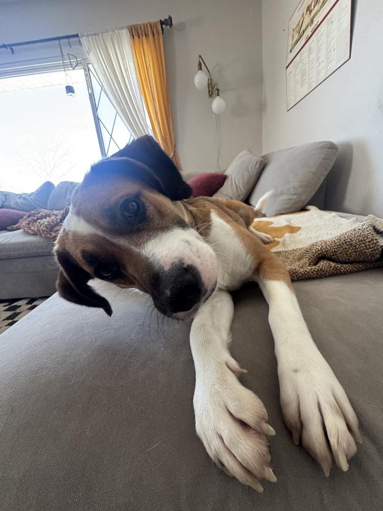 Enlarge Ginger, a Adoptable mixed breed in New Albany, OH image 2/4