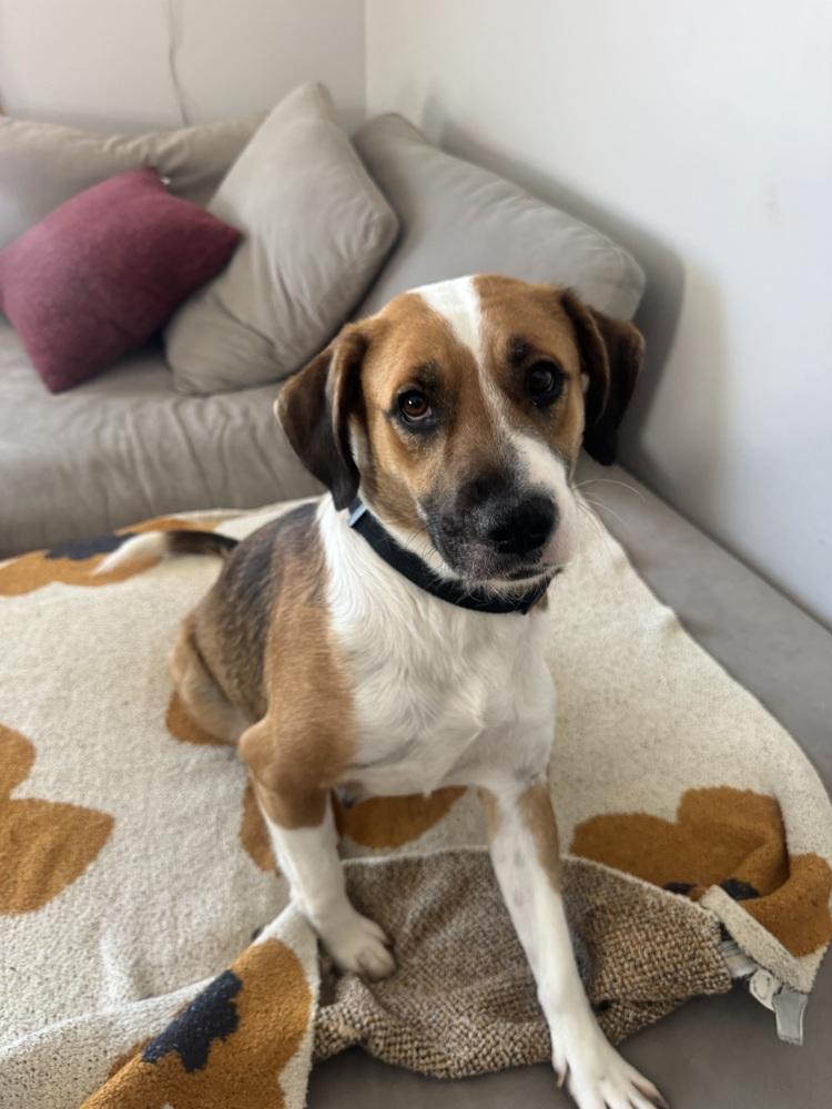 Enlarge Ginger, a Adoptable mixed breed in New Albany, OH image 3/4