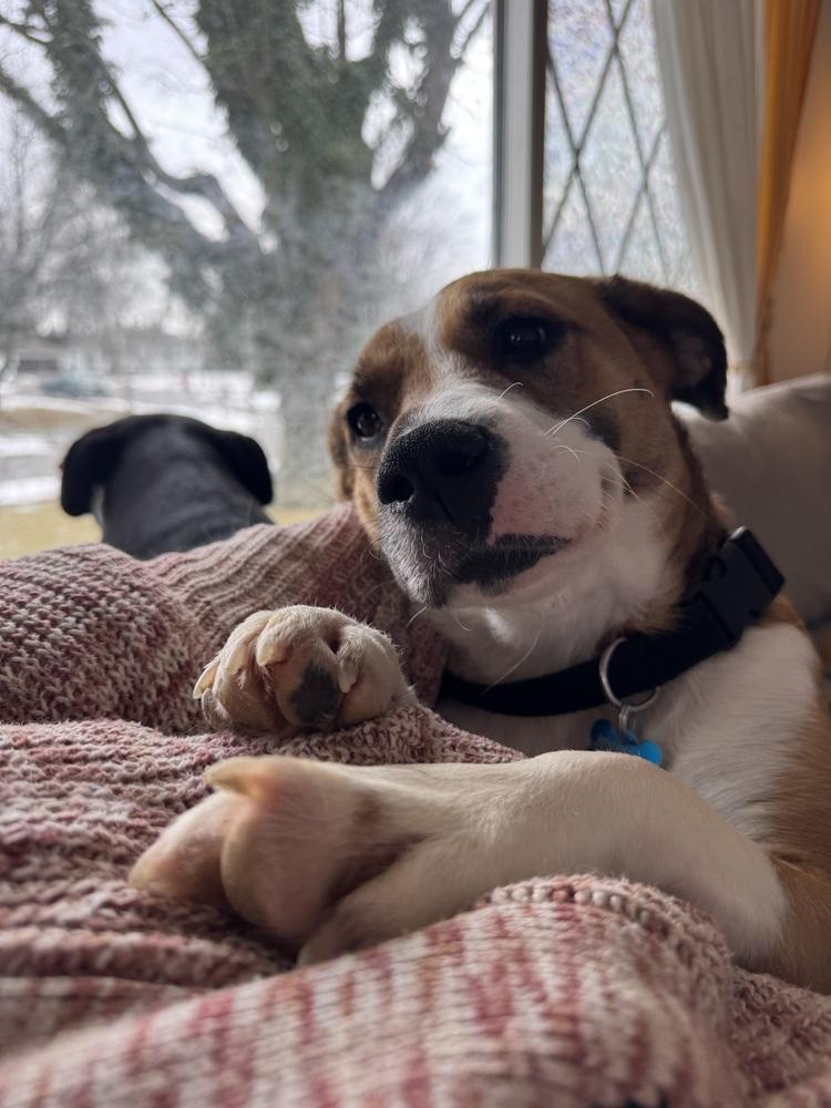 Enlarge Ginger, a Adoptable mixed breed in New Albany, OH image 4/4