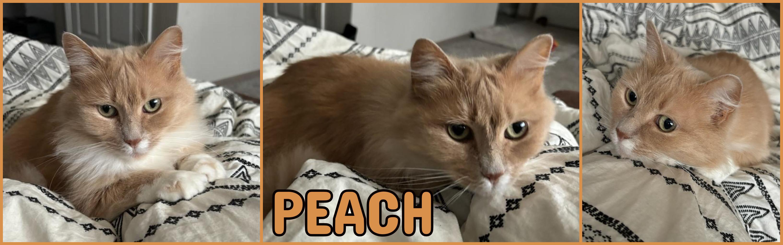 Peach photo 2
