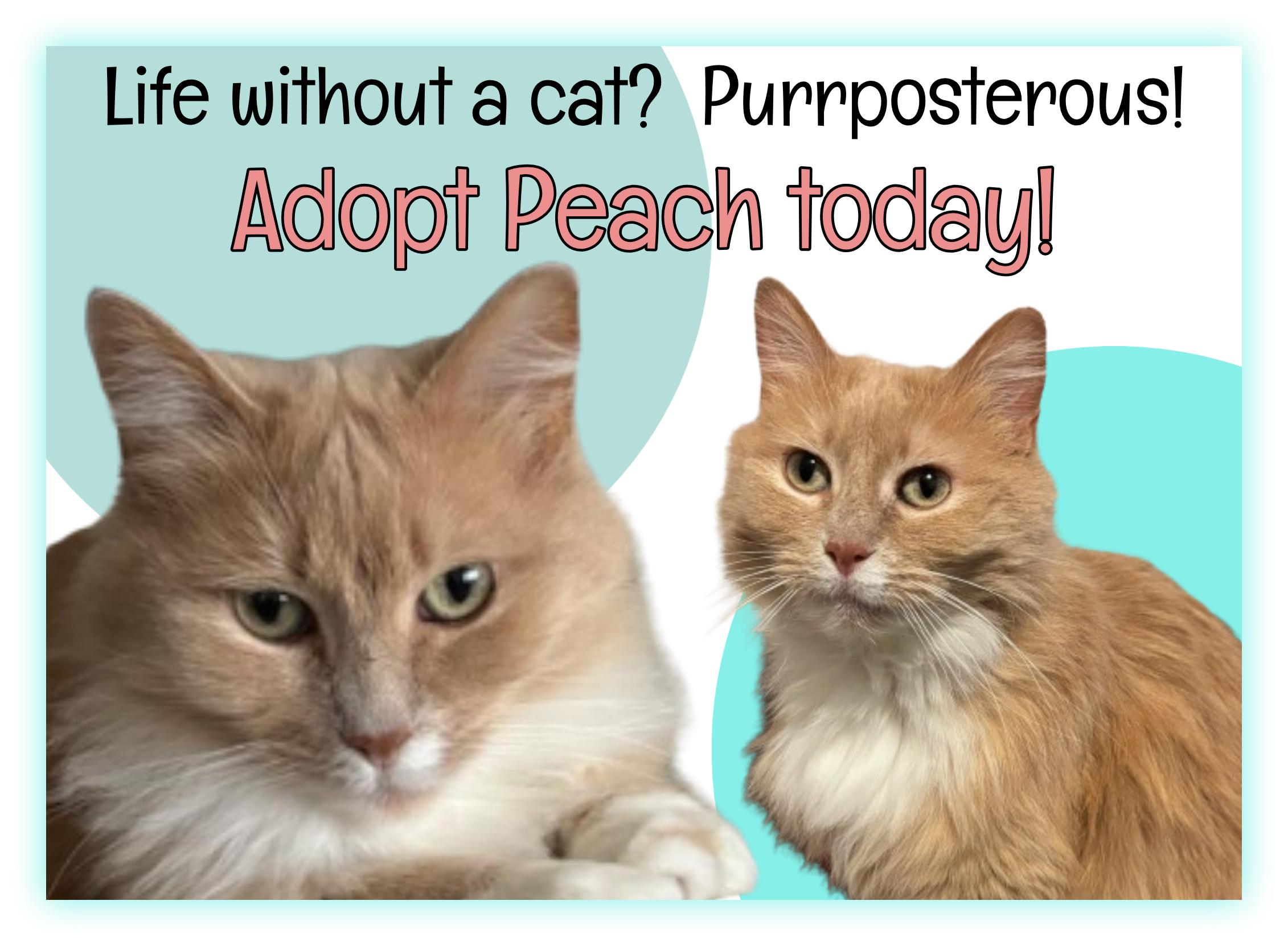 Peach, Adult Female Domestic Long Hair