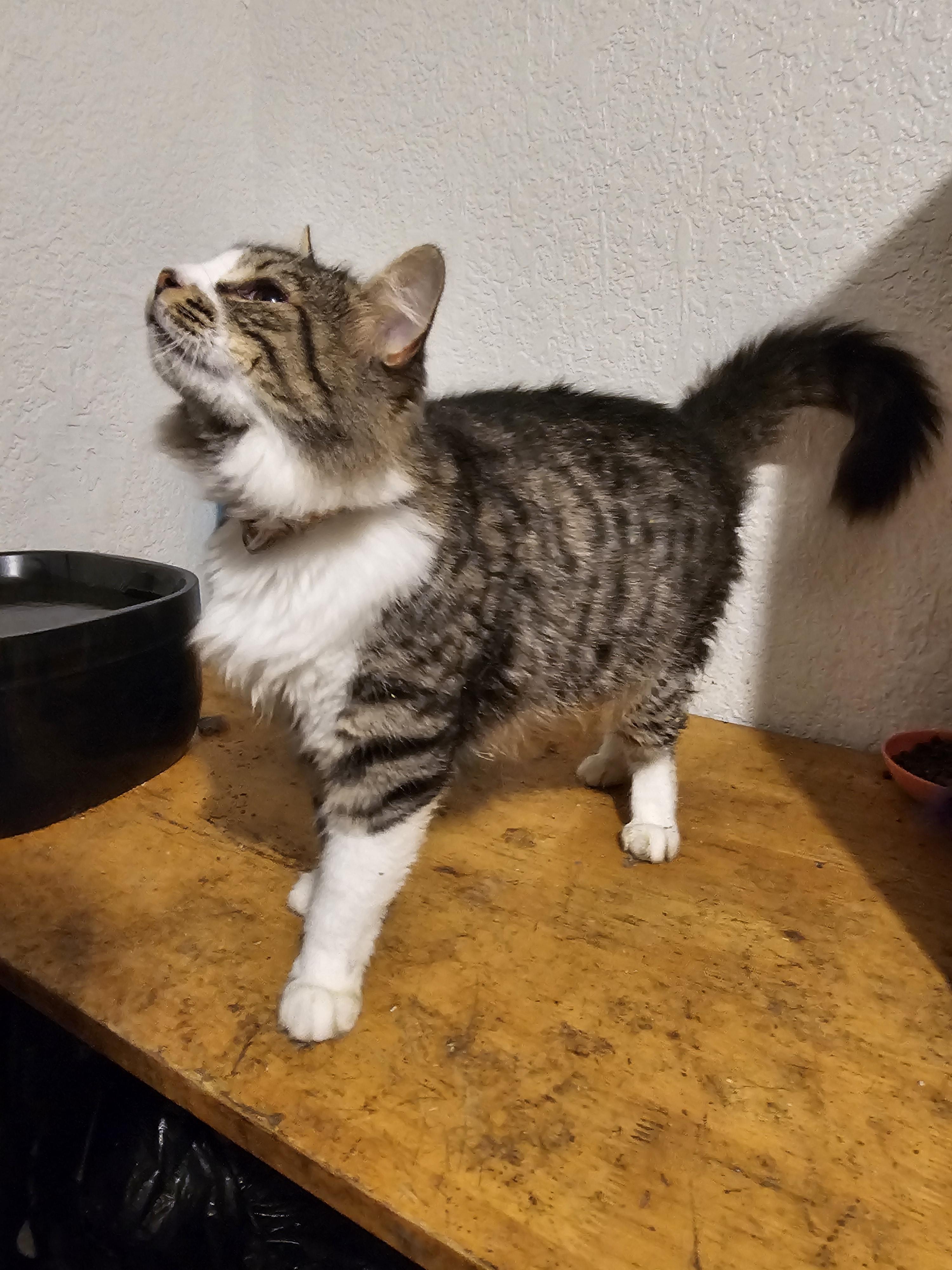 leila, Adoptable, Young Female Tabby.