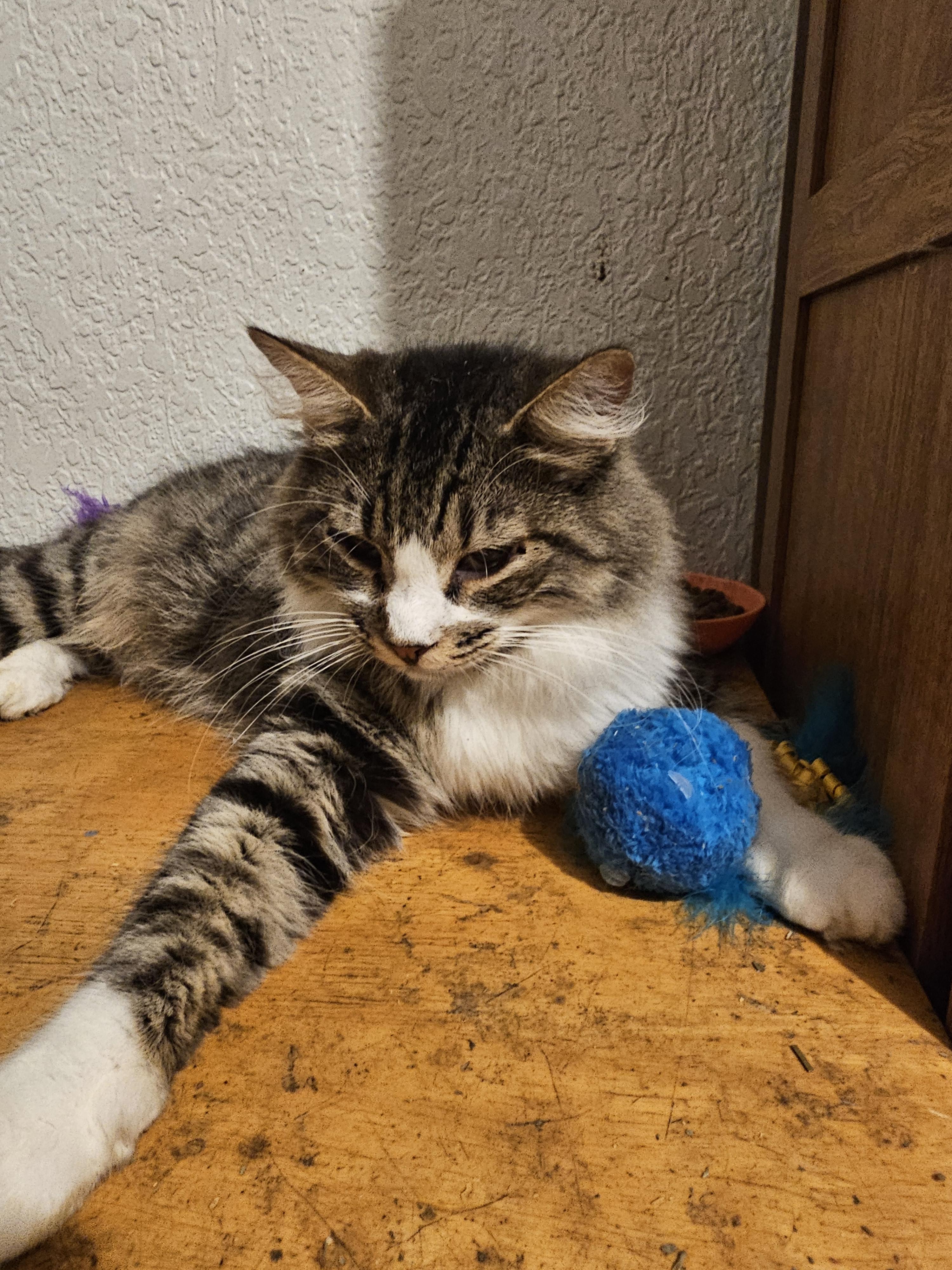 Enlarge leila, a Adoptable mixed breed in San Diego, CA image 6/6