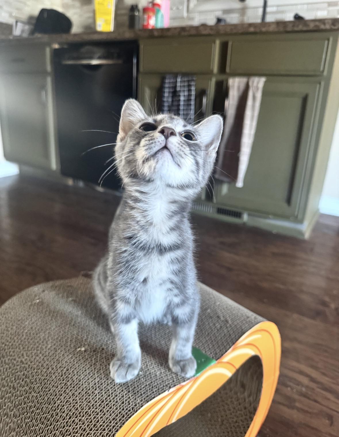 Enlarge Winona, a ADOPTABLE Domestic Short Hair in Woodlawn, TN image 2/2
