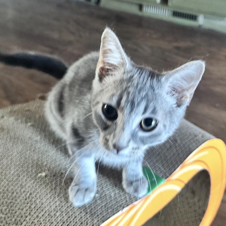 Enlarge Winona, a ADOPTABLE Domestic Short Hair in Woodlawn, TN image 1/2