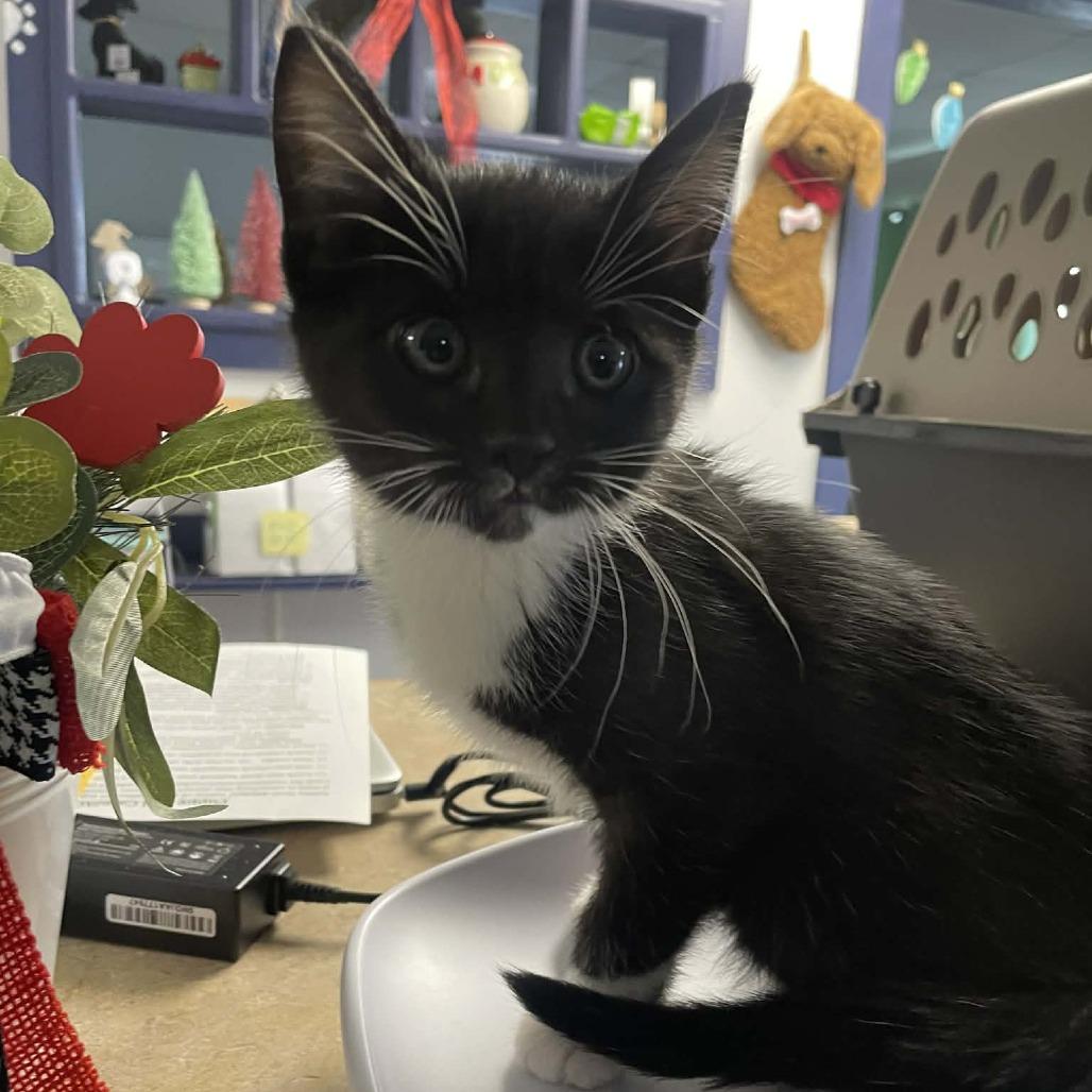 Mike, Adoptable, Kitten Male Domestic Short Hair.