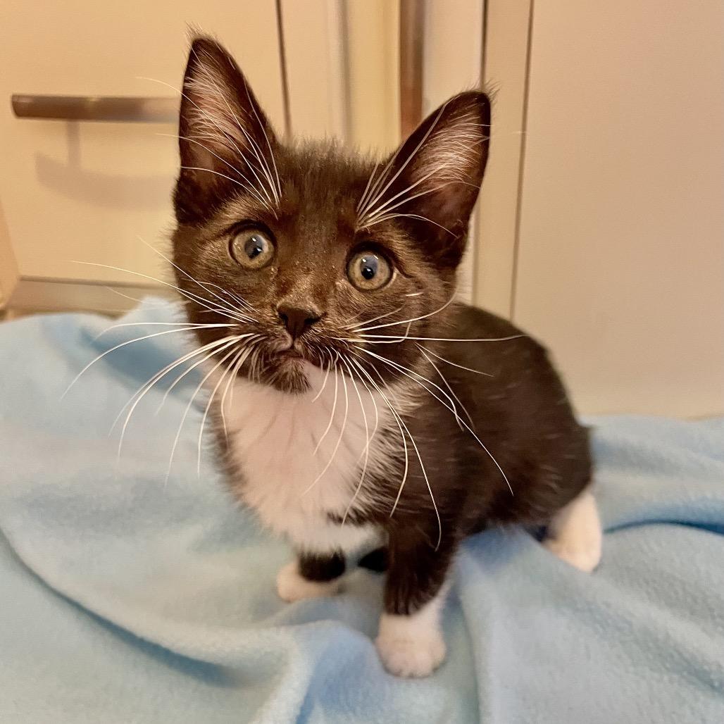 Enlarge Max, a Adoptable Domestic Short Hair in La Grange, KY image 2/2