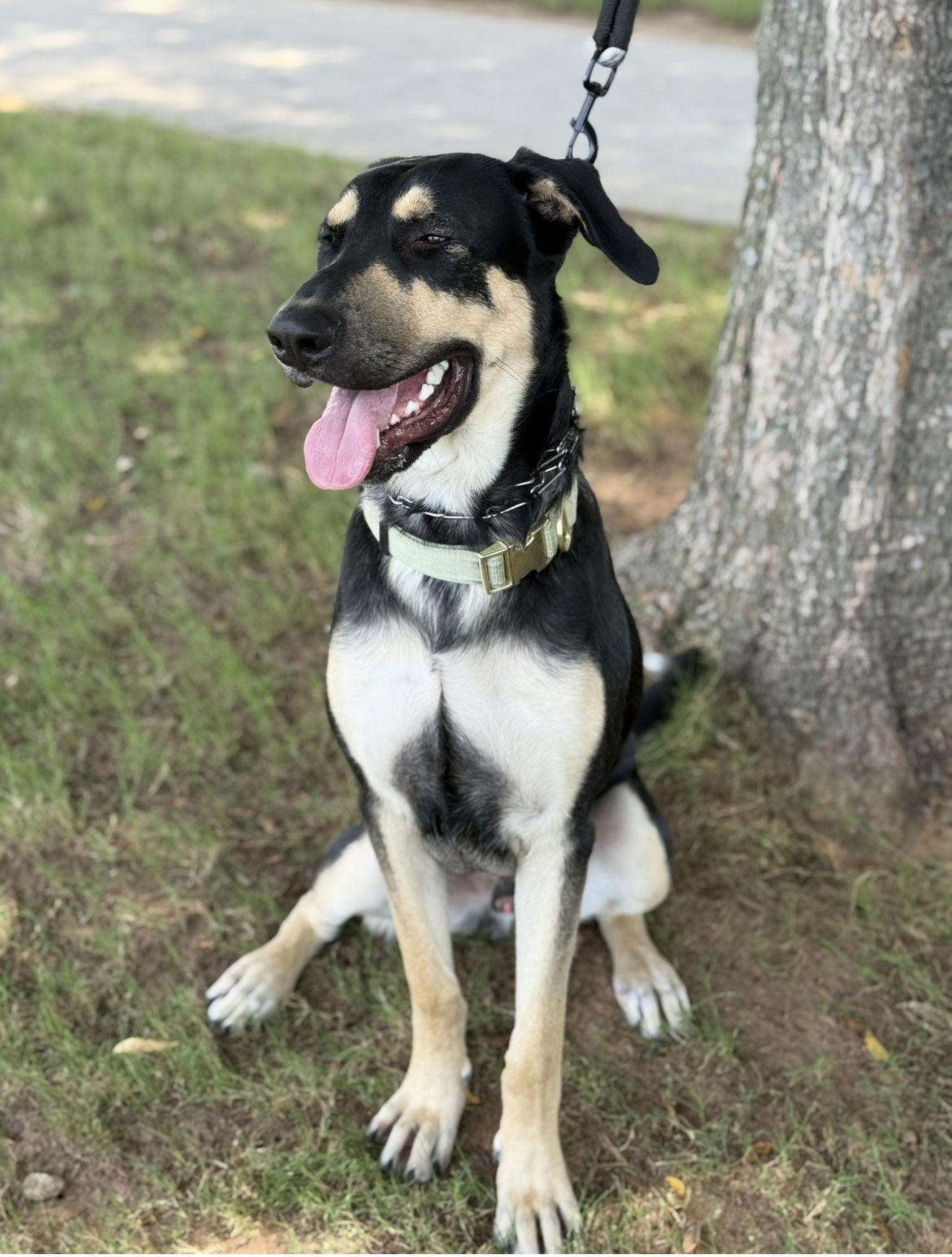 Enlarge Ryker, a Adoptable German Shepherd Dog in Euless, TX image 1/3