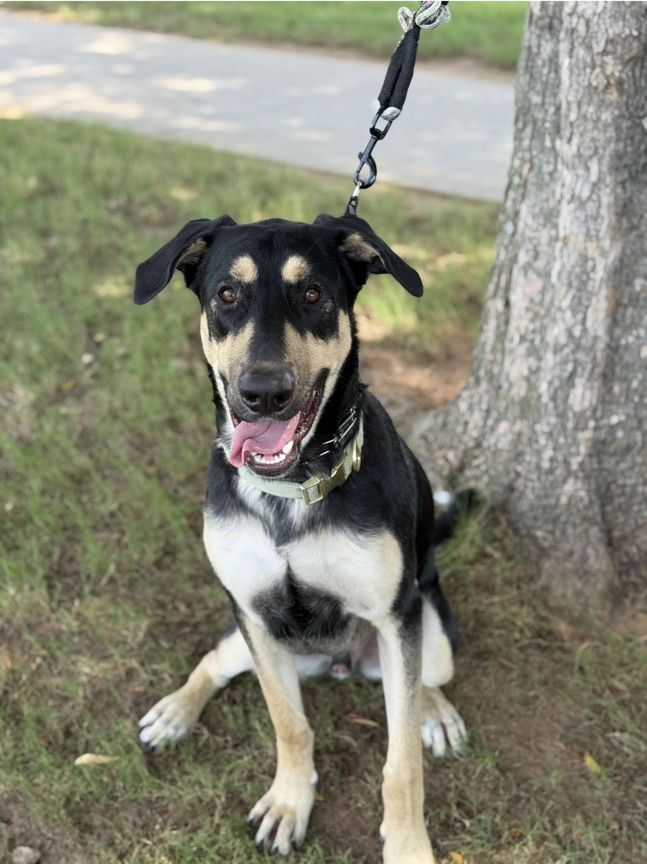 Enlarge Ryker, a Adoptable German Shepherd Dog in Euless, TX image 2/3