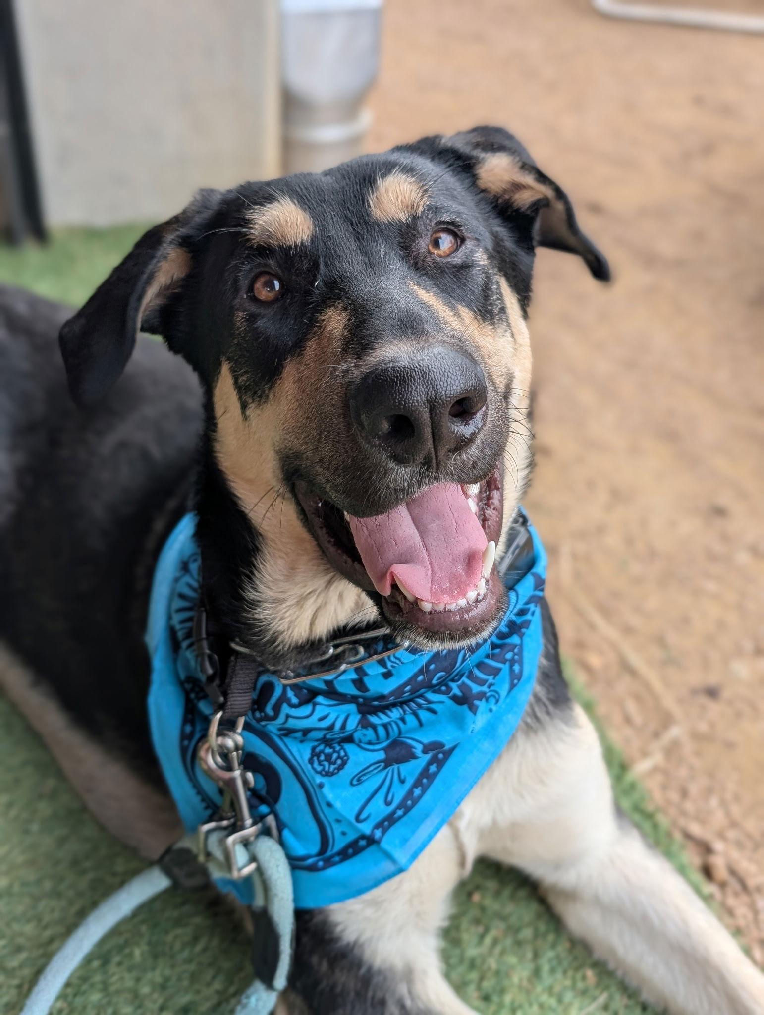 Enlarge Ryker, a Adoptable German Shepherd Dog in Euless, TX image 3/3