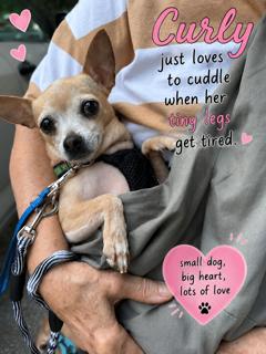 Enlarge Curly (Updated), a Adoptable mixed breed in Chatham, ON image 2/5