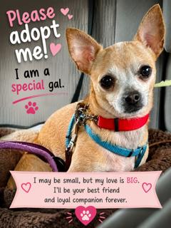 Curly (Updated), Adoptable, Adult Female Chihuahua.