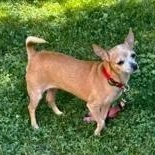 Enlarge Curly (Updated), a Adoptable mixed breed in Chatham, ON image 3/5
