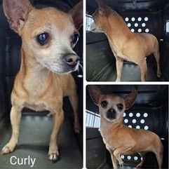 Enlarge Curly (Updated), a Adoptable mixed breed in Chatham, ON image 5/5