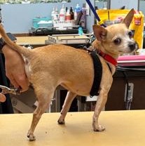 Enlarge Curly (Updated), a Adoptable mixed breed in Chatham, ON image 4/5