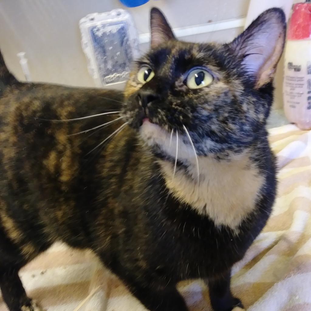 Daisy, Adoptable, Senior Female Domestic Short Hair.