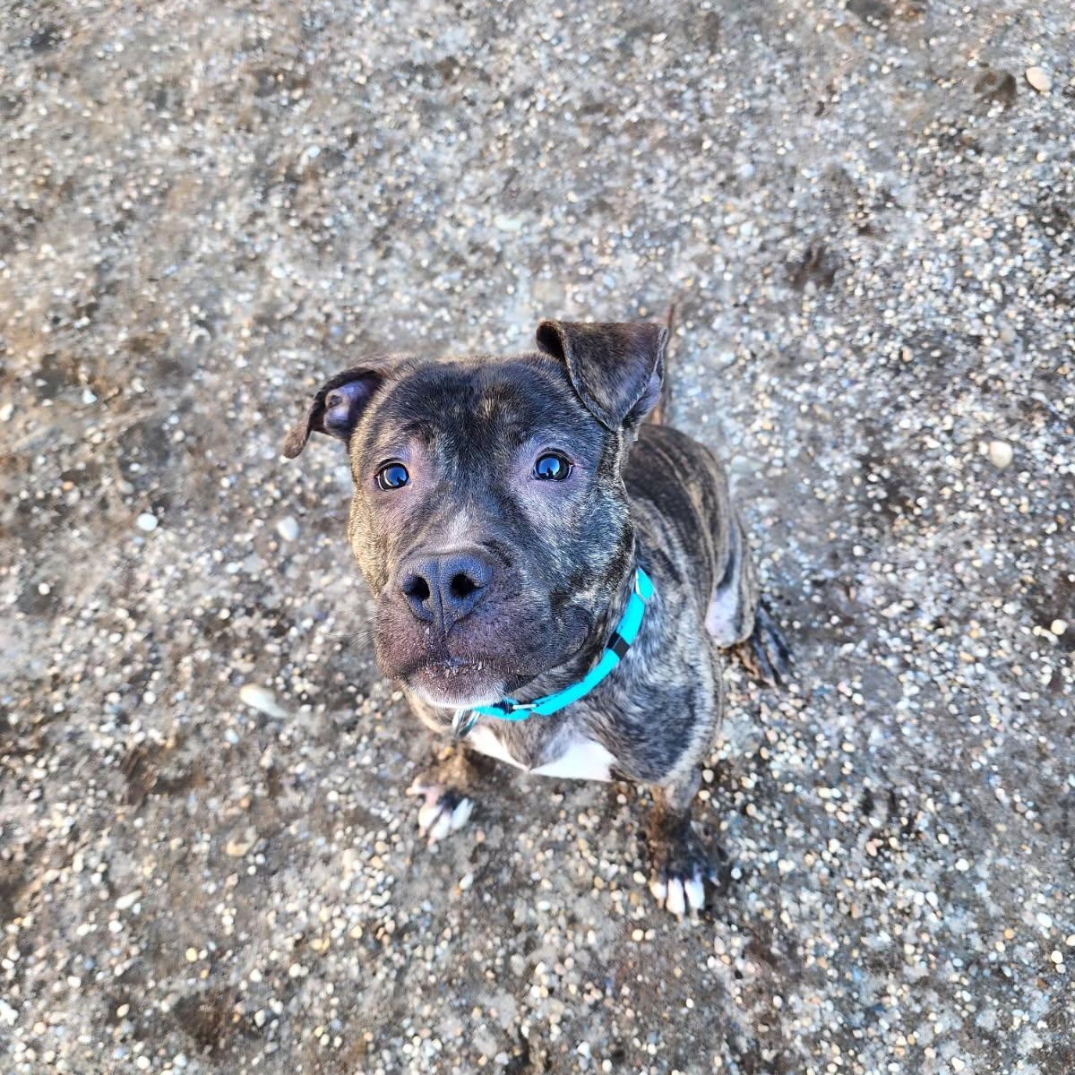 Enlarge Wally, a ADOPTABLE Terrier in AQUEBOGUE, NY image 1/2