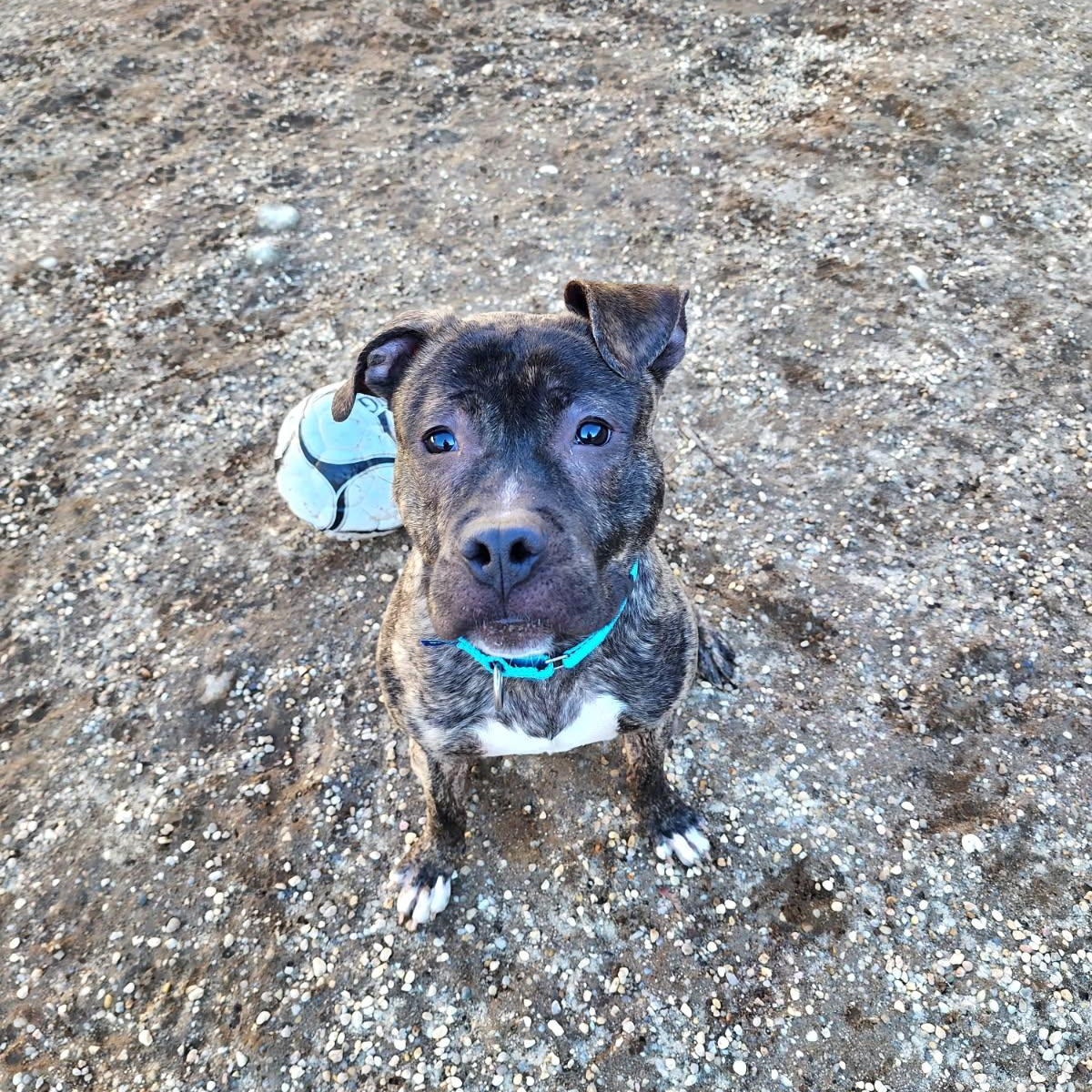 Enlarge Wally, a ADOPTABLE Terrier in AQUEBOGUE, NY image 2/2