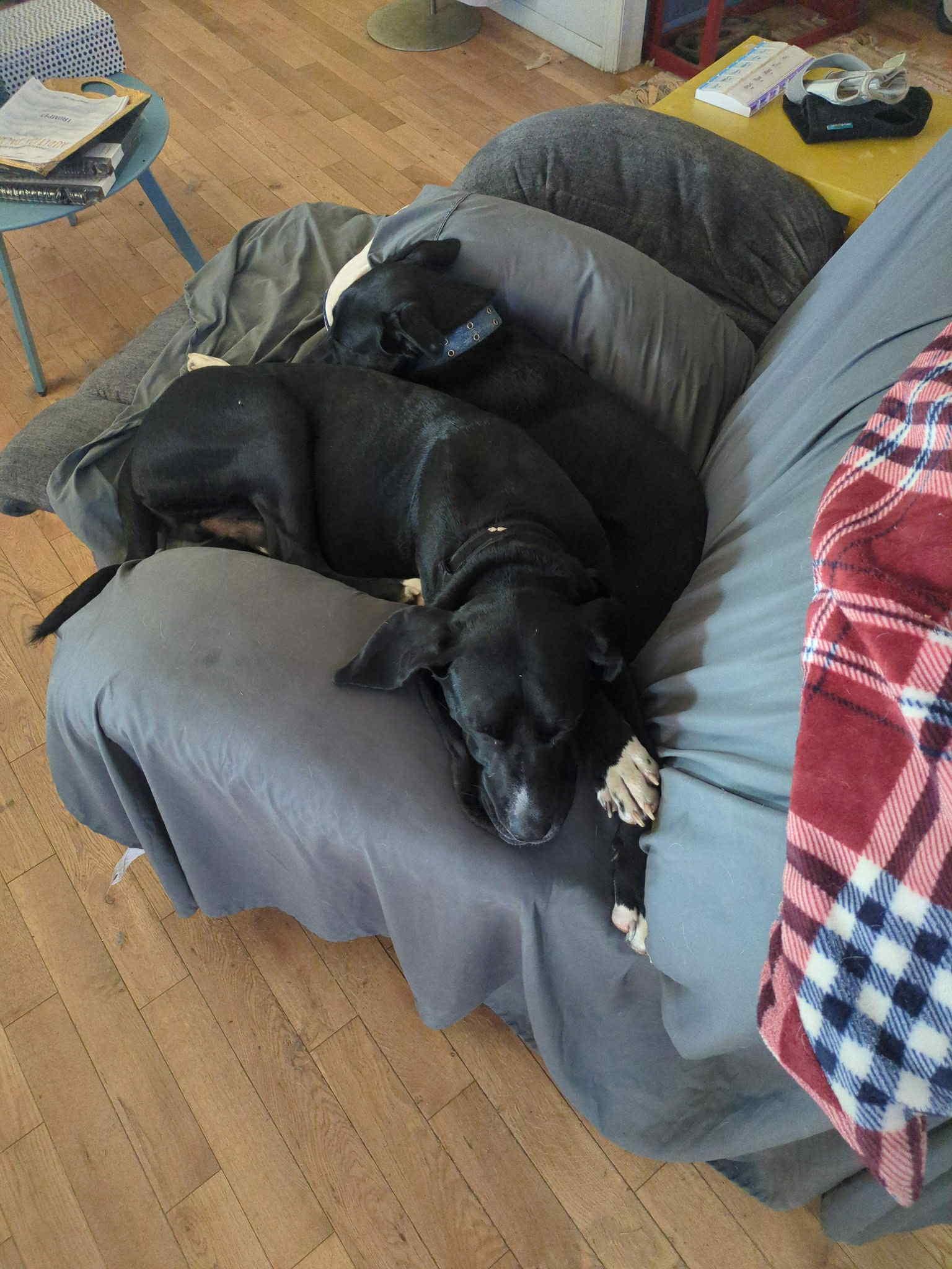 Enlarge Kevin, a Adoptable mixed breed in Cheshire, CT image 5/6