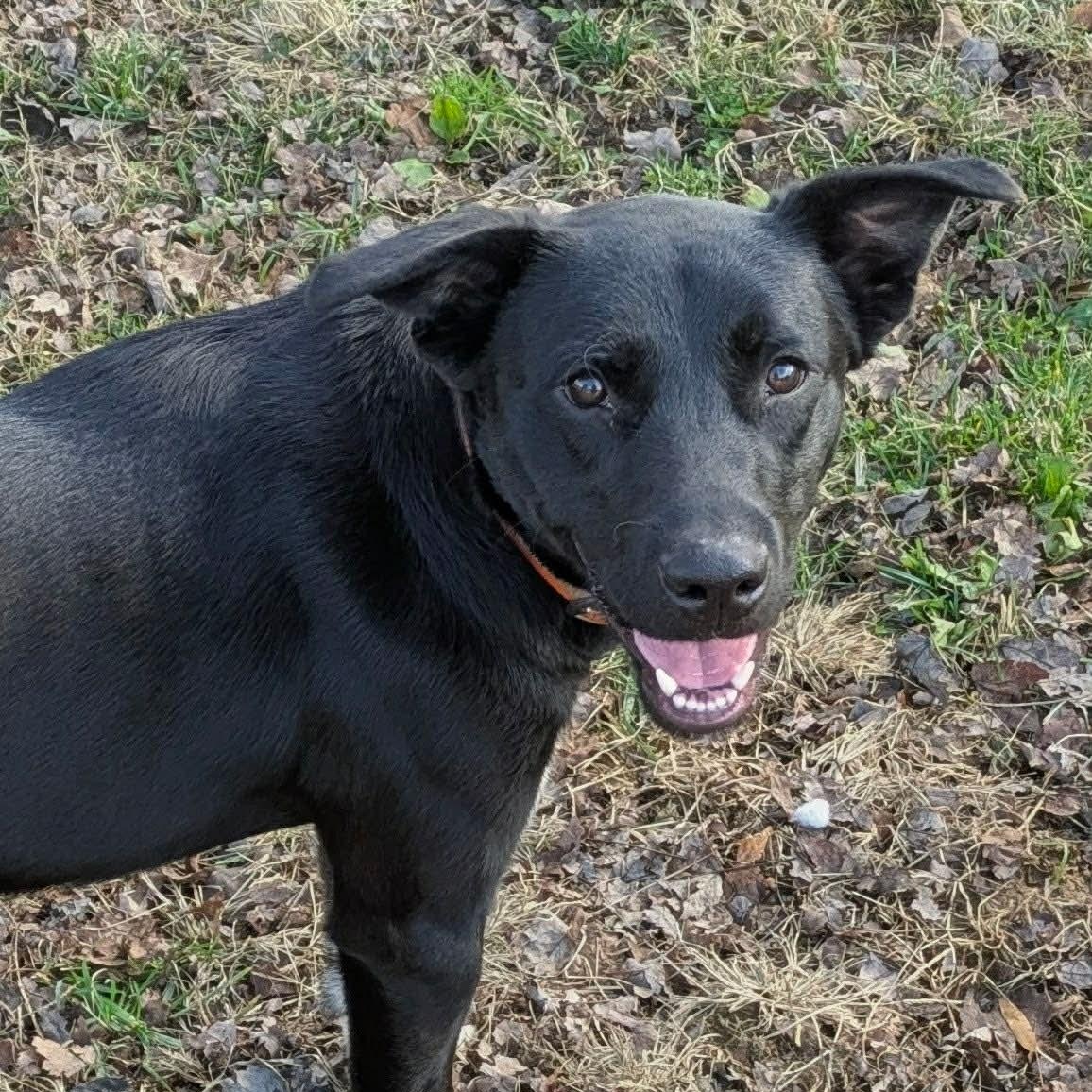Kevin, Adoptable, Young Male Black Labrador Retriever & Collie.