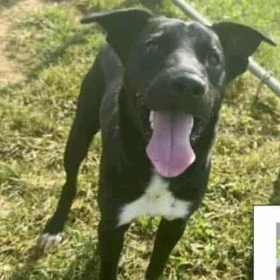 Enlarge Kevin, a Adoptable mixed breed in Cheshire, CT image 2/6