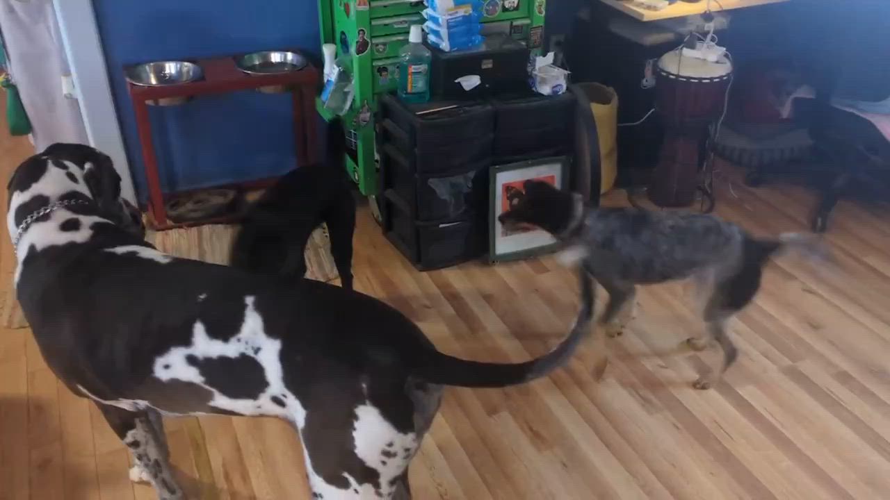 Enlarge Kevin, a Adoptable mixed breed in Cheshire, CT video 6/6