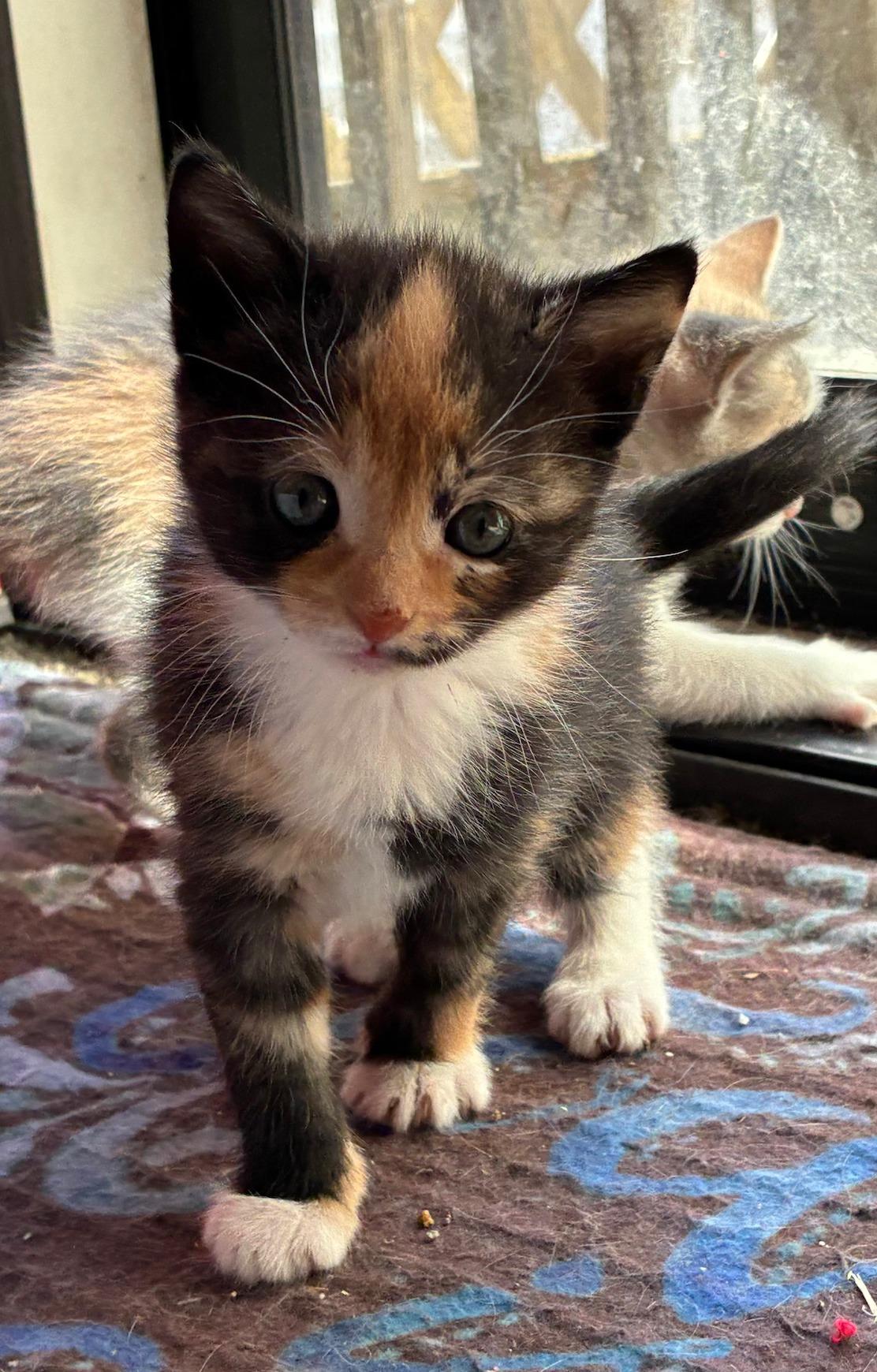 Hallie-Ween, adopted, Kitten Female Tortoiseshell.