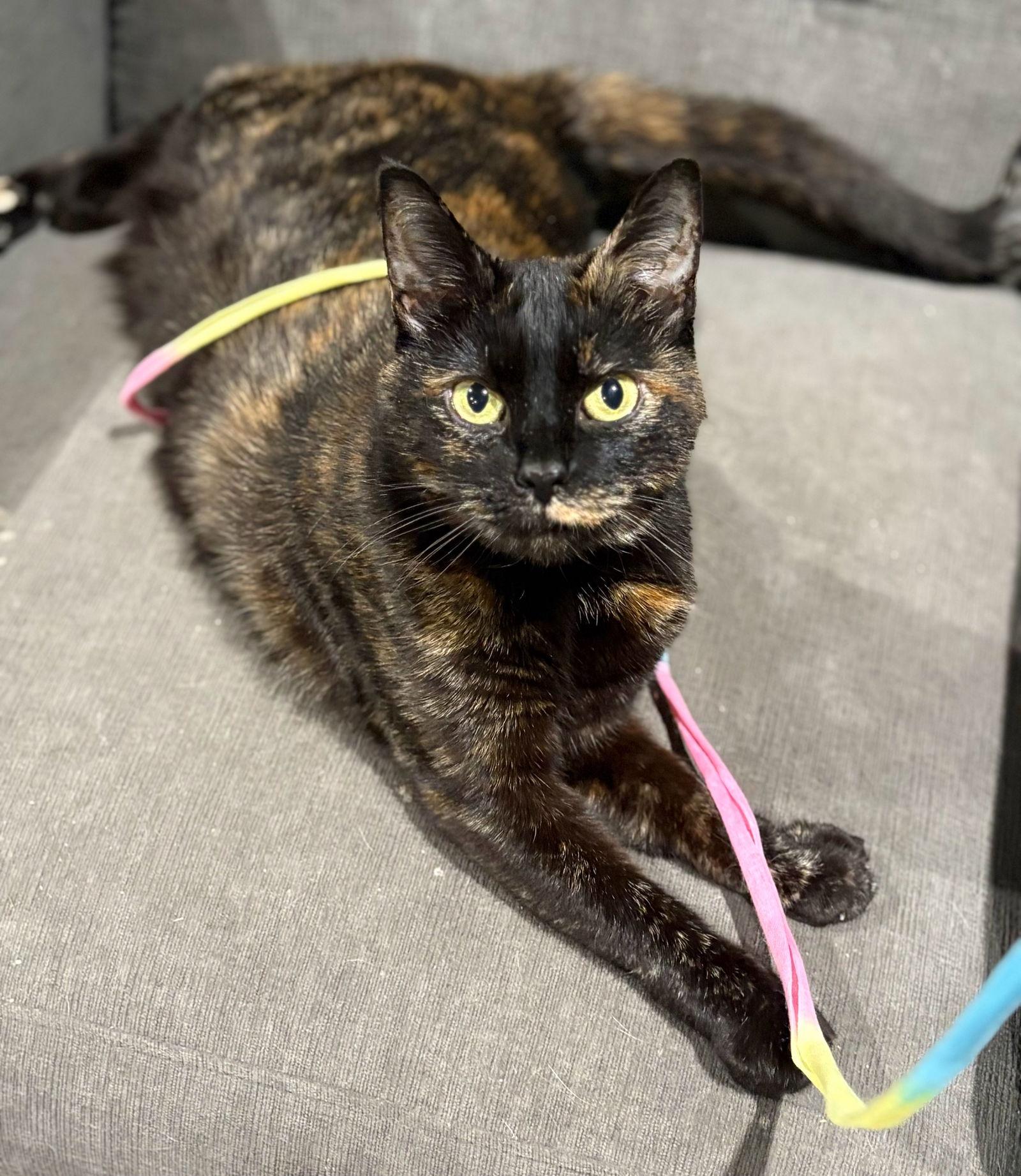 Enlarge *Calliope, a Adoptable Domestic Short Hair in Forest, VA image 1/3