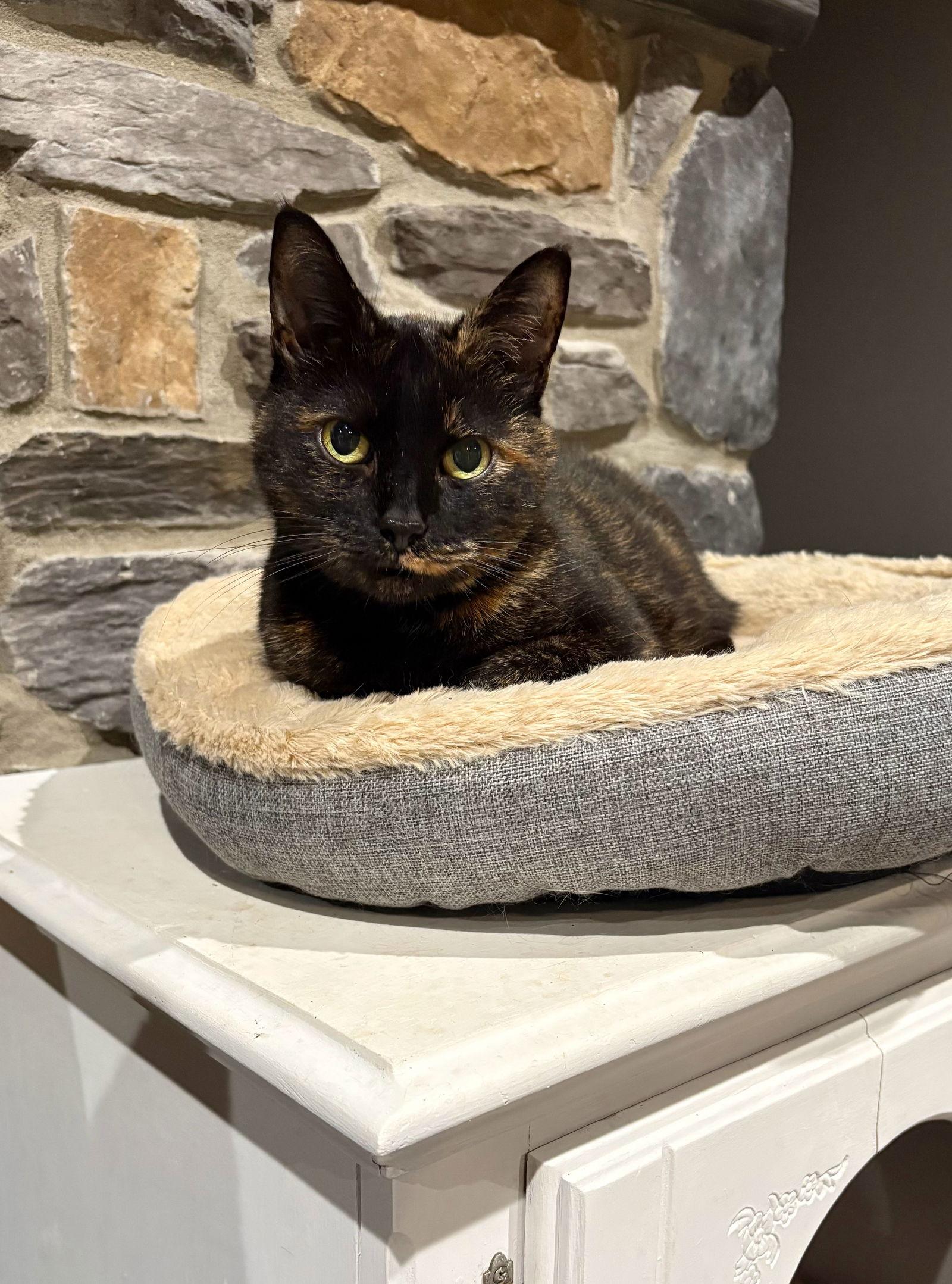 Enlarge *Calliope, a Adoptable Domestic Short Hair in Forest, VA image 2/3