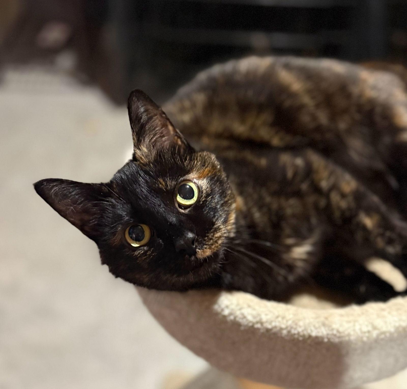 Enlarge *Calliope, a Adoptable Domestic Short Hair in Forest, VA image 3/3