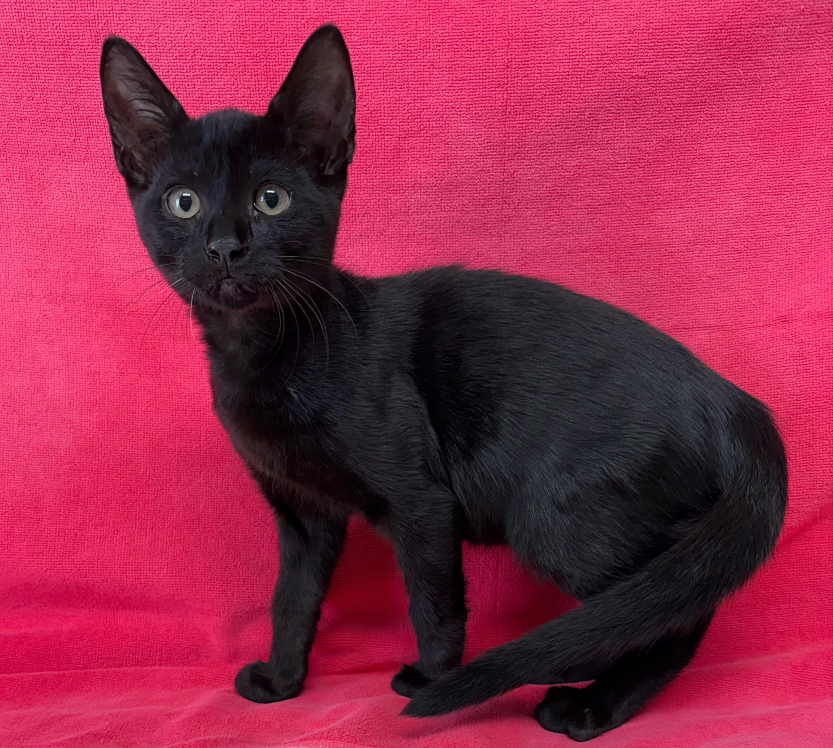 Grant, Young Male Domestic Short Hair