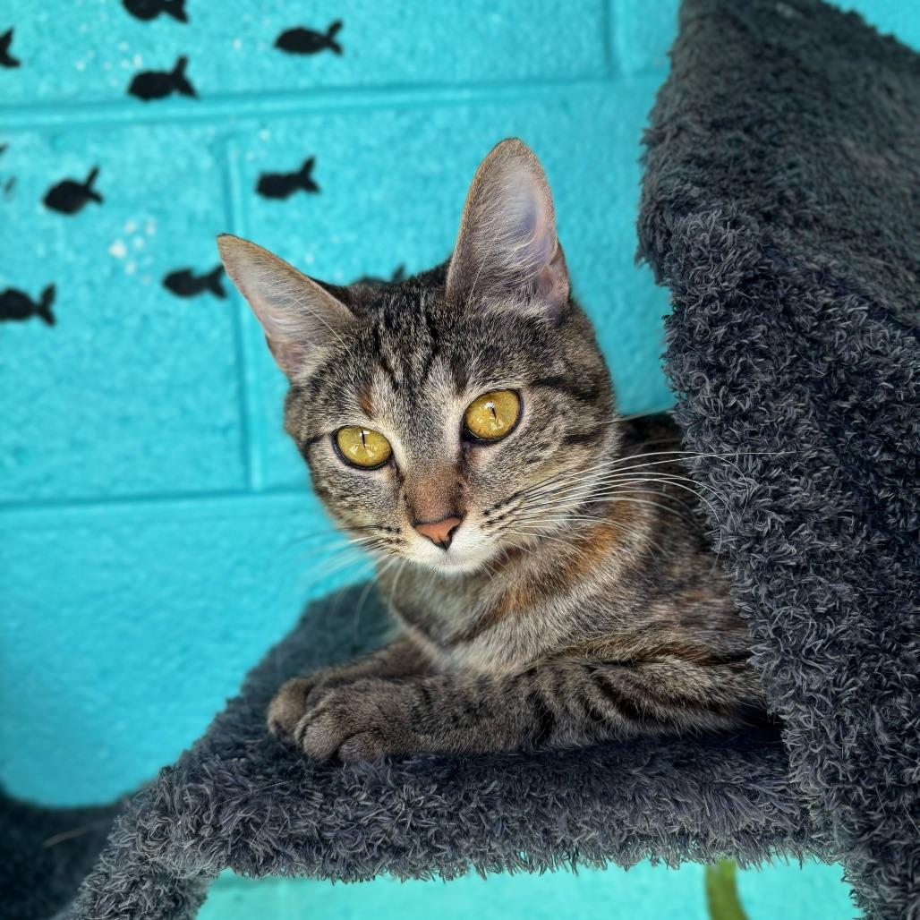 Zelda, Adoptable, Young Female Domestic Short Hair & Domestic Short Hair.