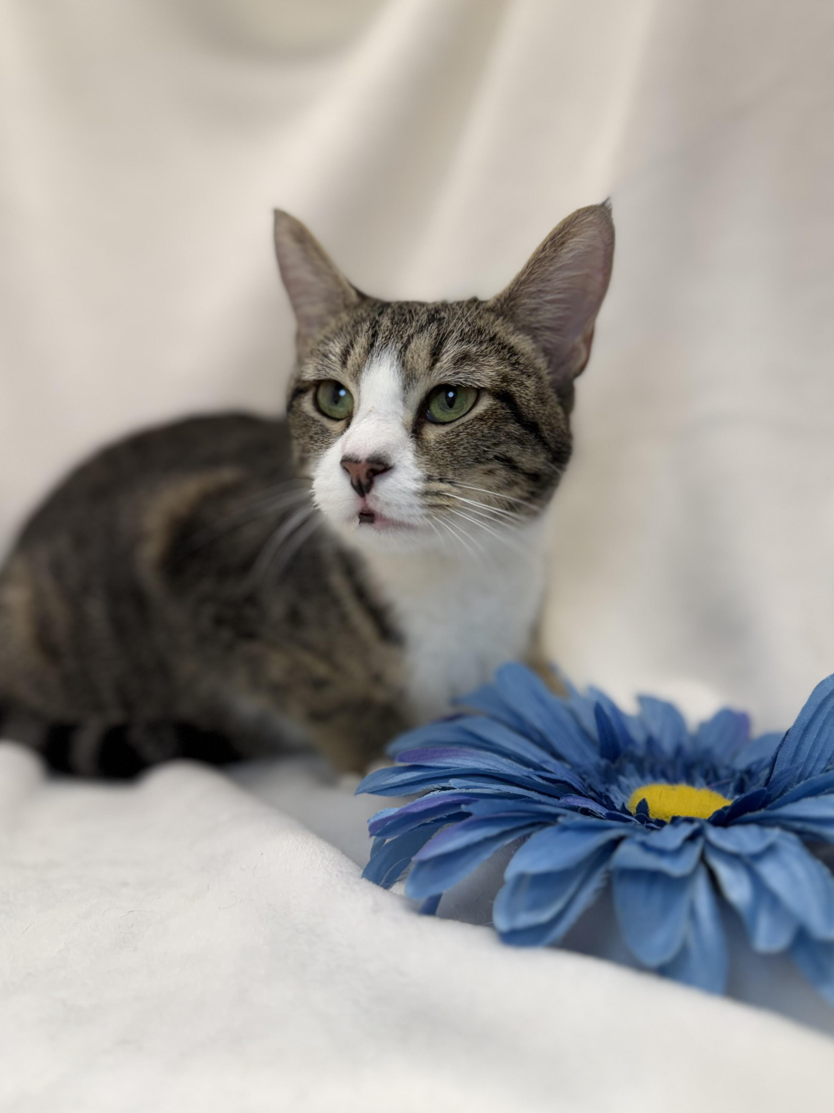 Dorothea, a ADOPTABLE mixed breed in Greensboro, NC image 4/4