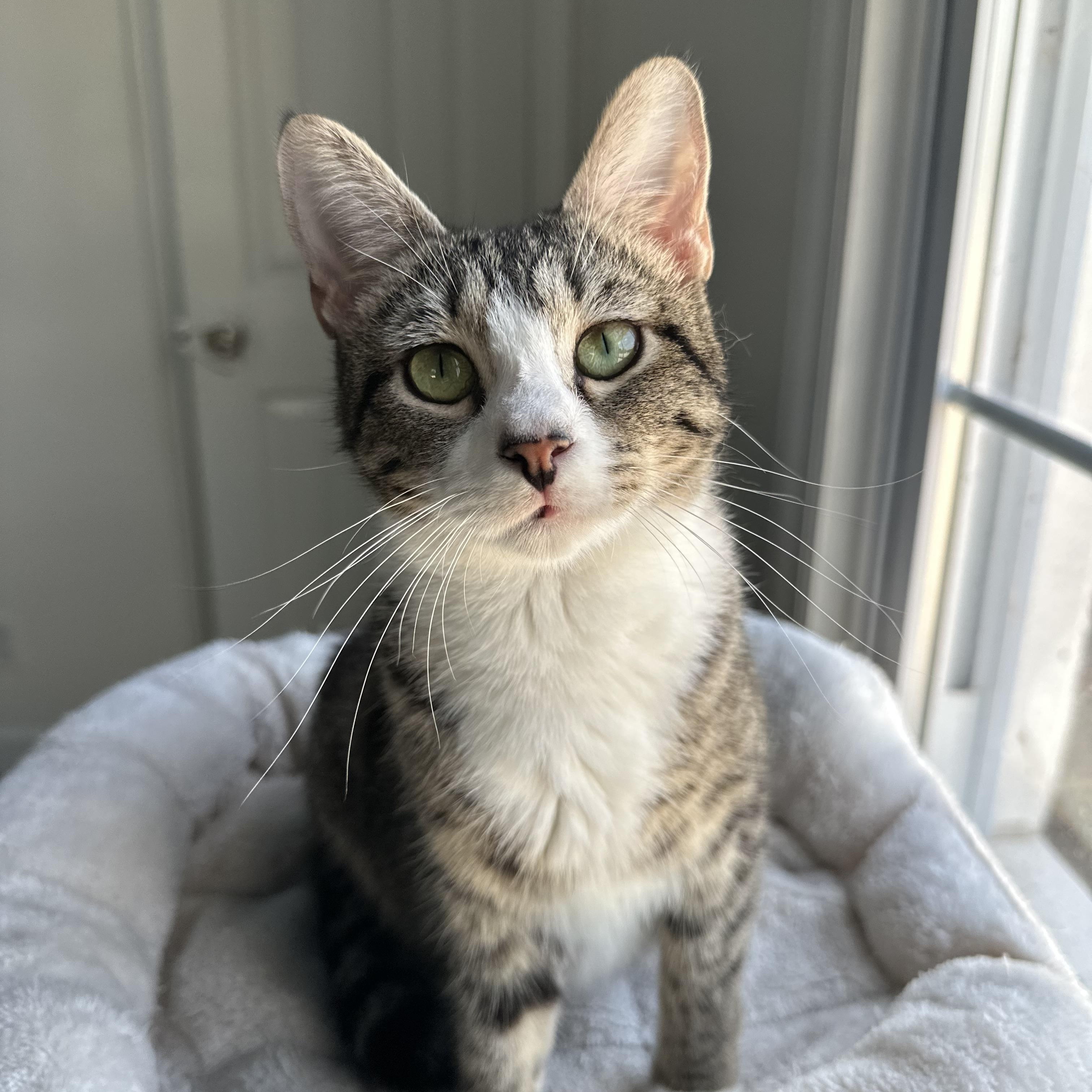 Dorothea, ADOPTABLE, Young Female Domestic Short Hair & Tabby.