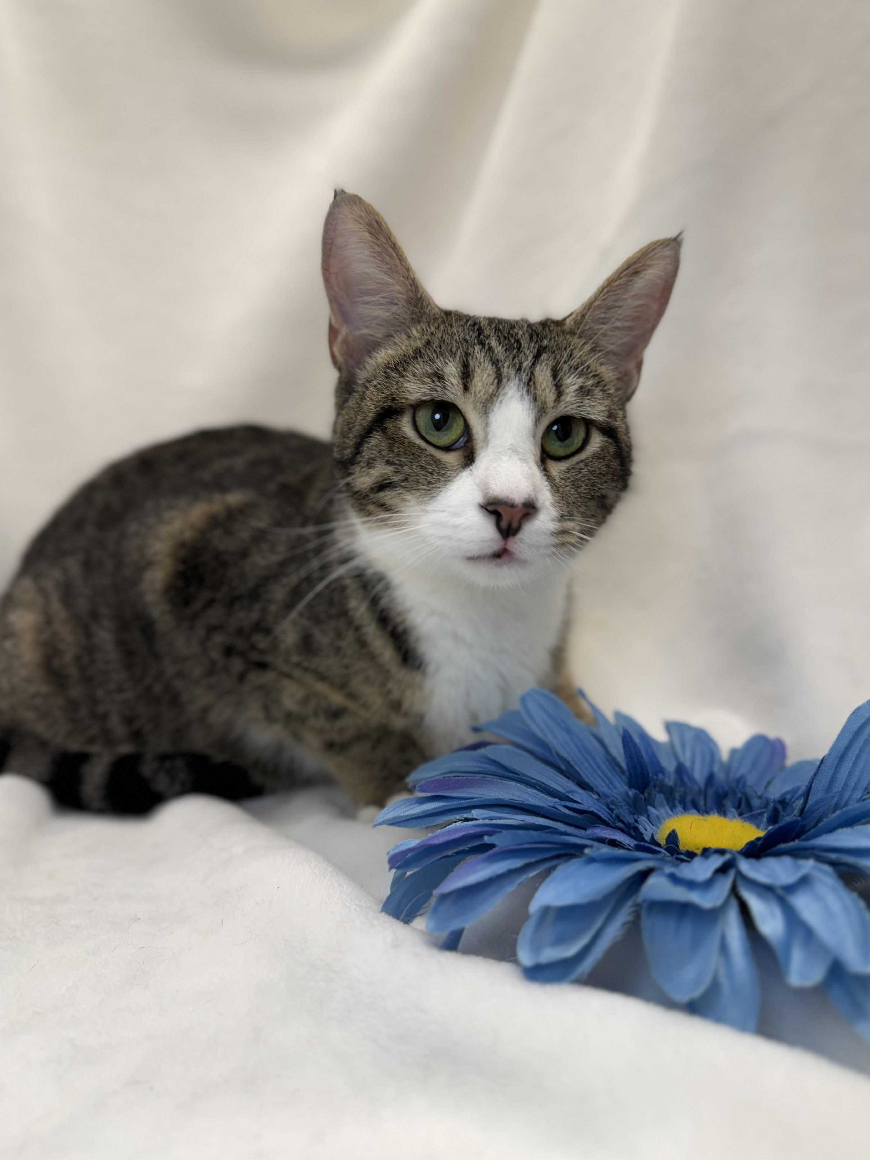 Dorothea, a ADOPTABLE mixed breed in Greensboro, NC image 3/4