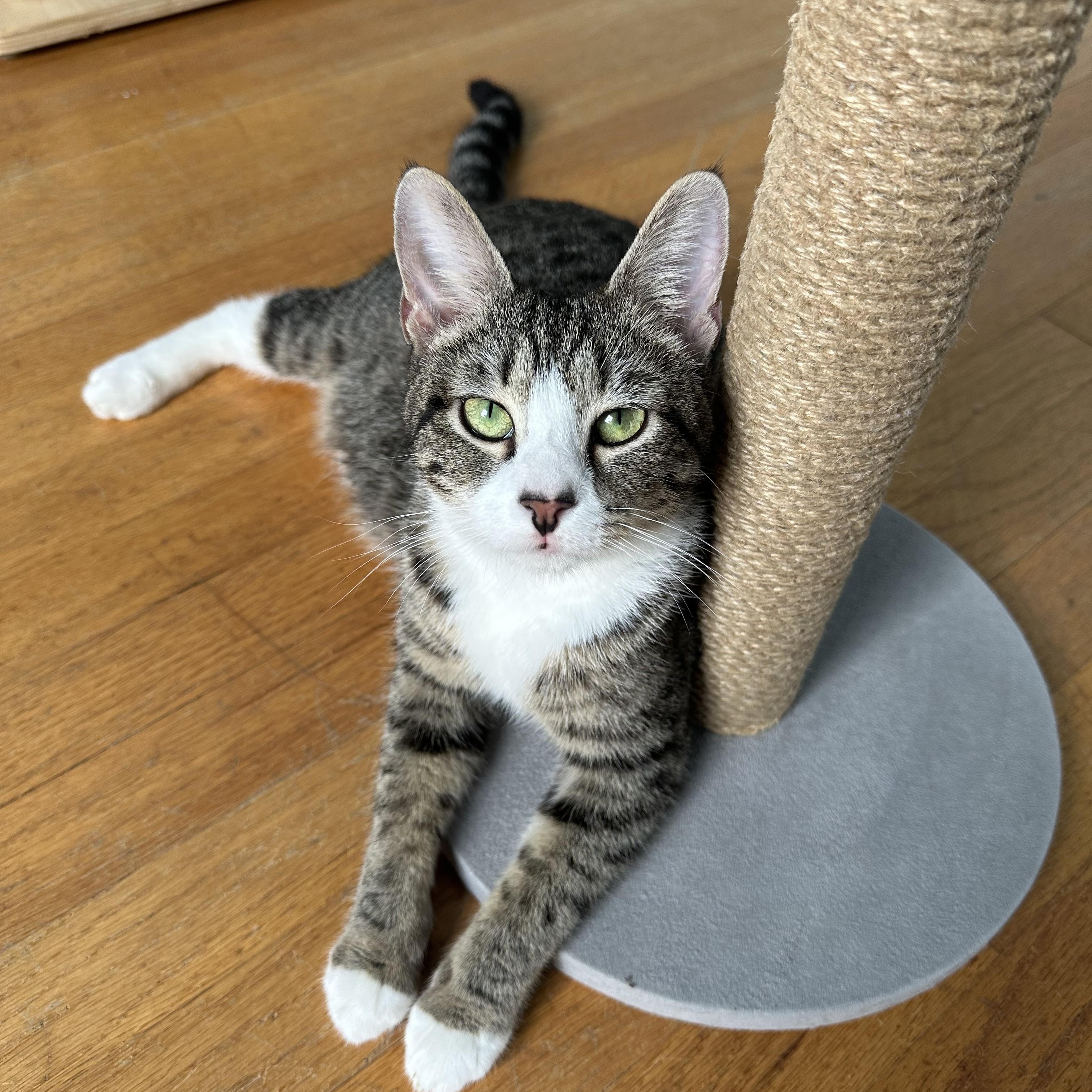 Dorothea, a ADOPTABLE mixed breed in Greensboro, NC image 2/4