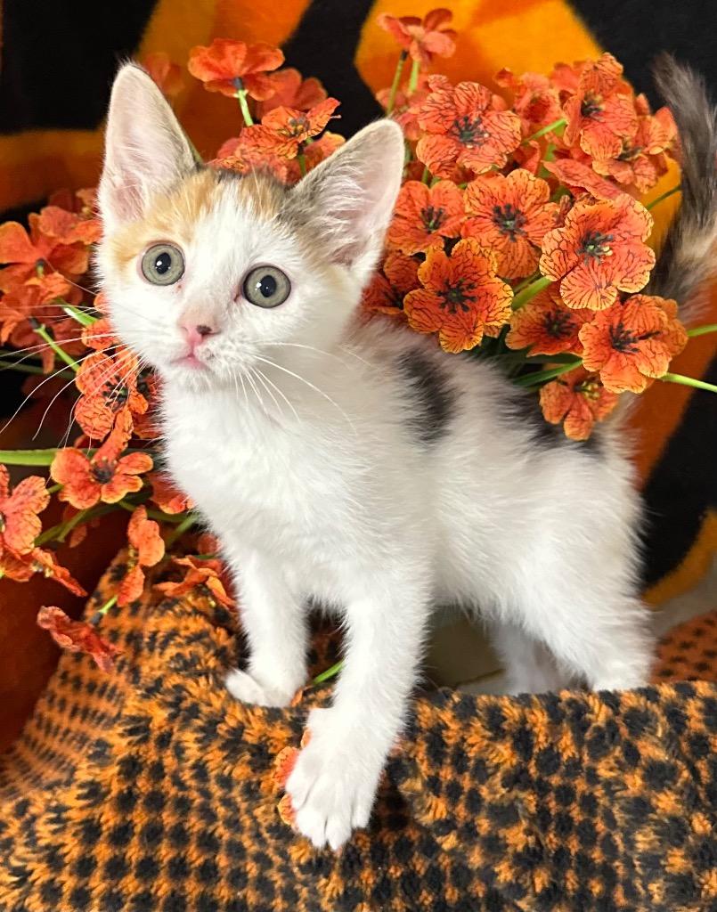3/30/26 Velma, Adoptable, Kitten Female Domestic Short Hair.